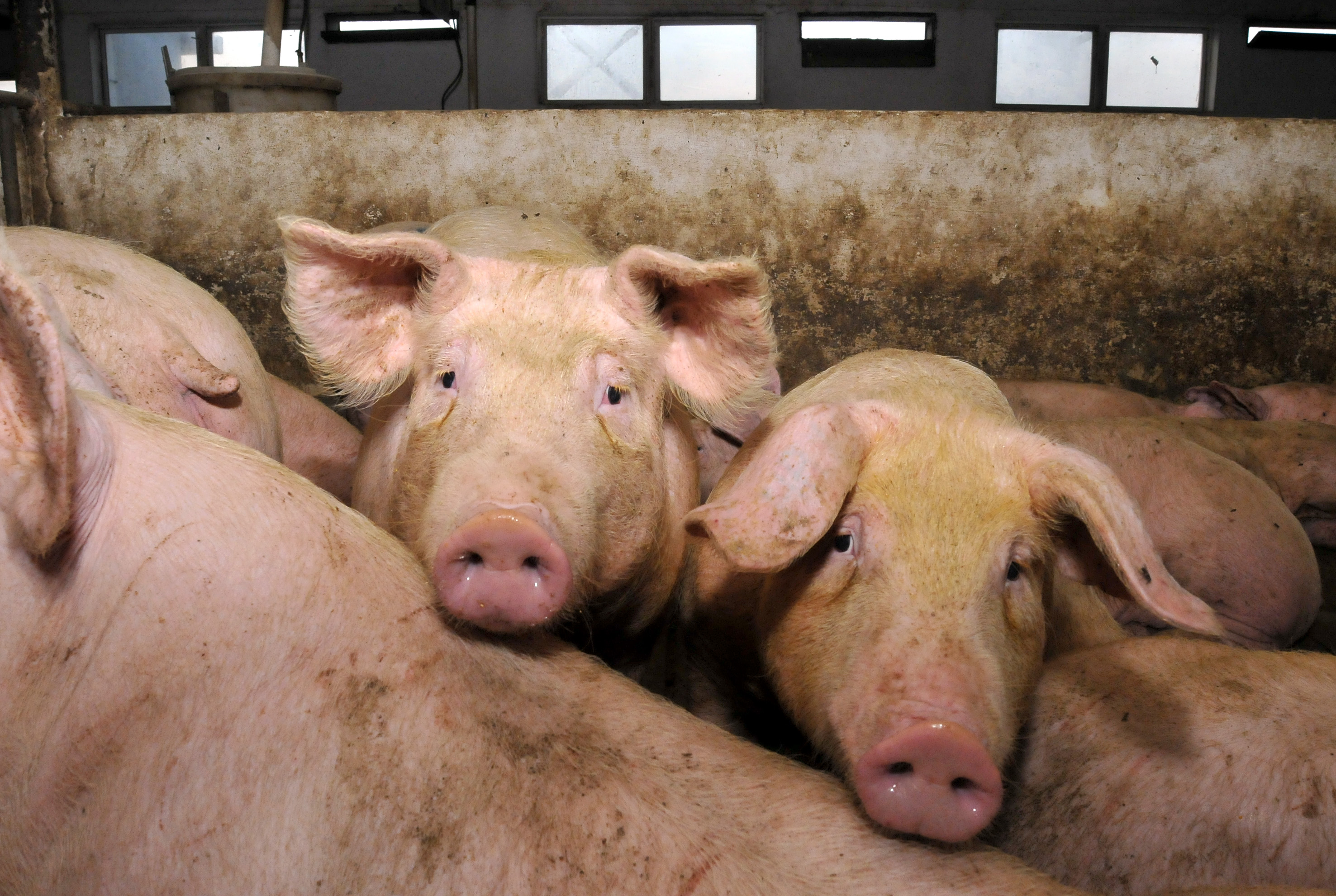 Bobota: Farma svinja Drage Rusmirovi?a