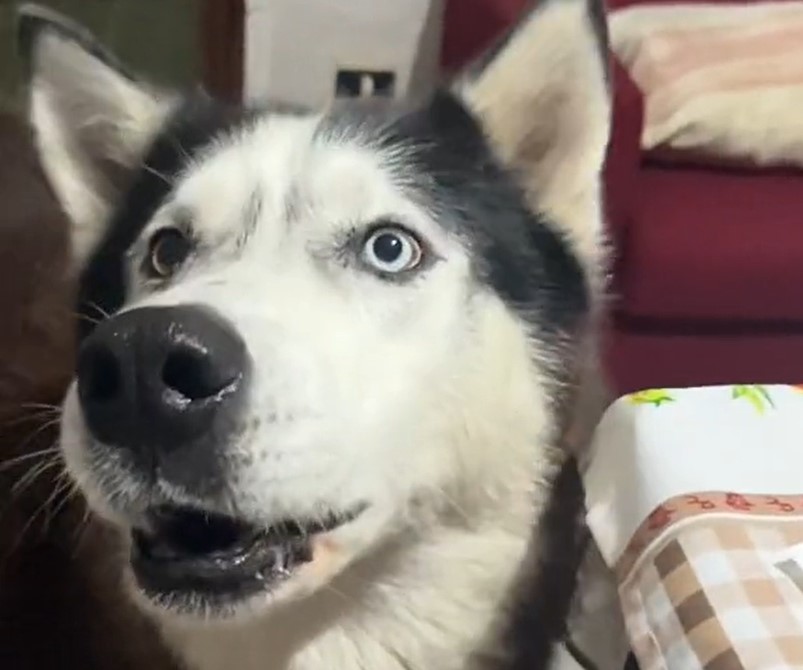 1701352396-Aaron-Foto-Zajem-zaslona-TIKTOK