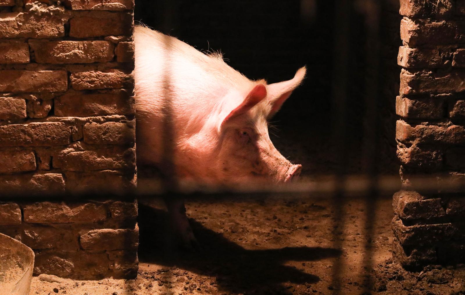 Zbog svinjske kuge uzgajivači svinja primorani na svinjokolju već početkom jeseni, arhivske snimke