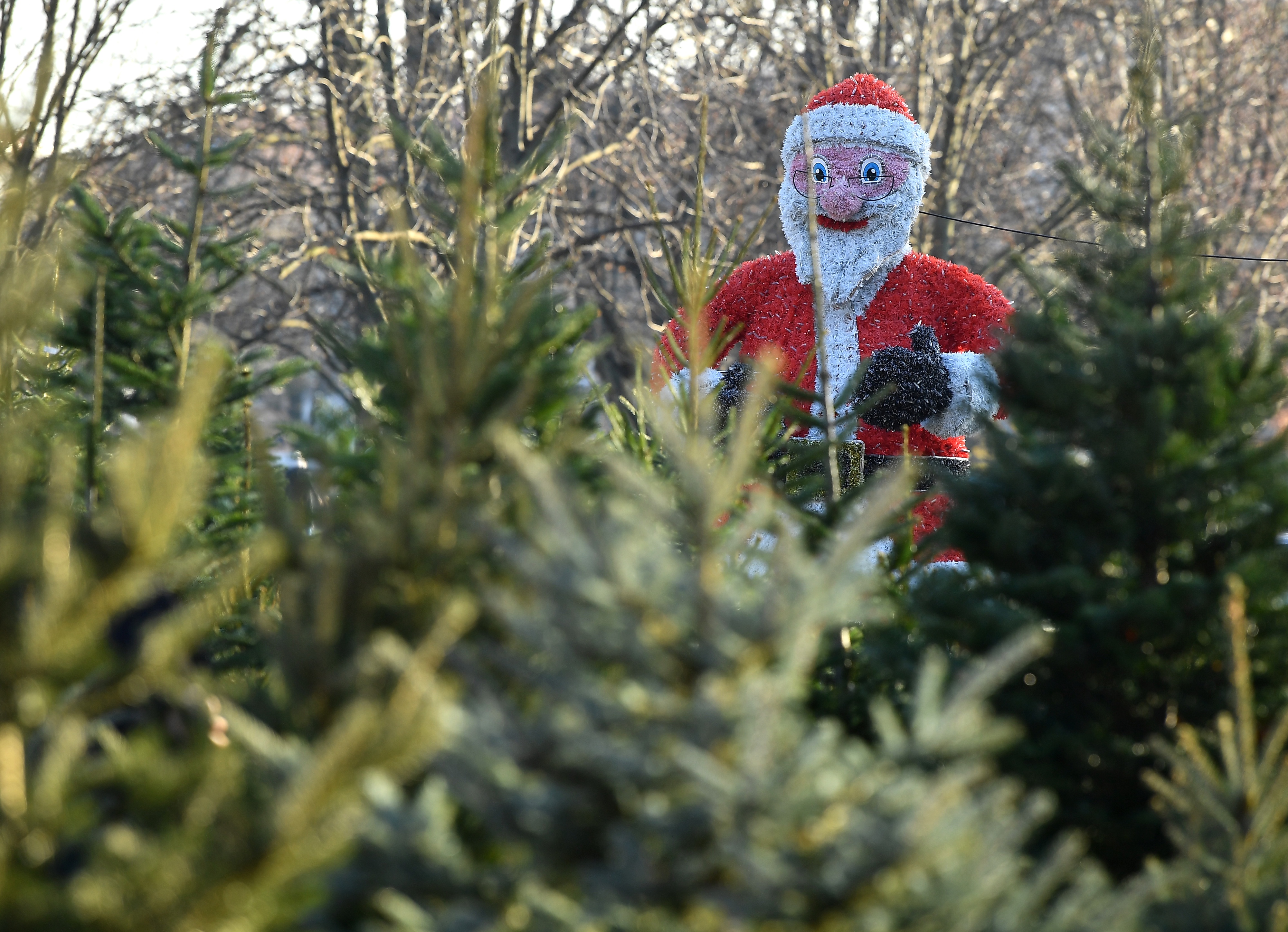 Zagreb: Prodaja borova za Božić na Trgu Franje Tudjmana