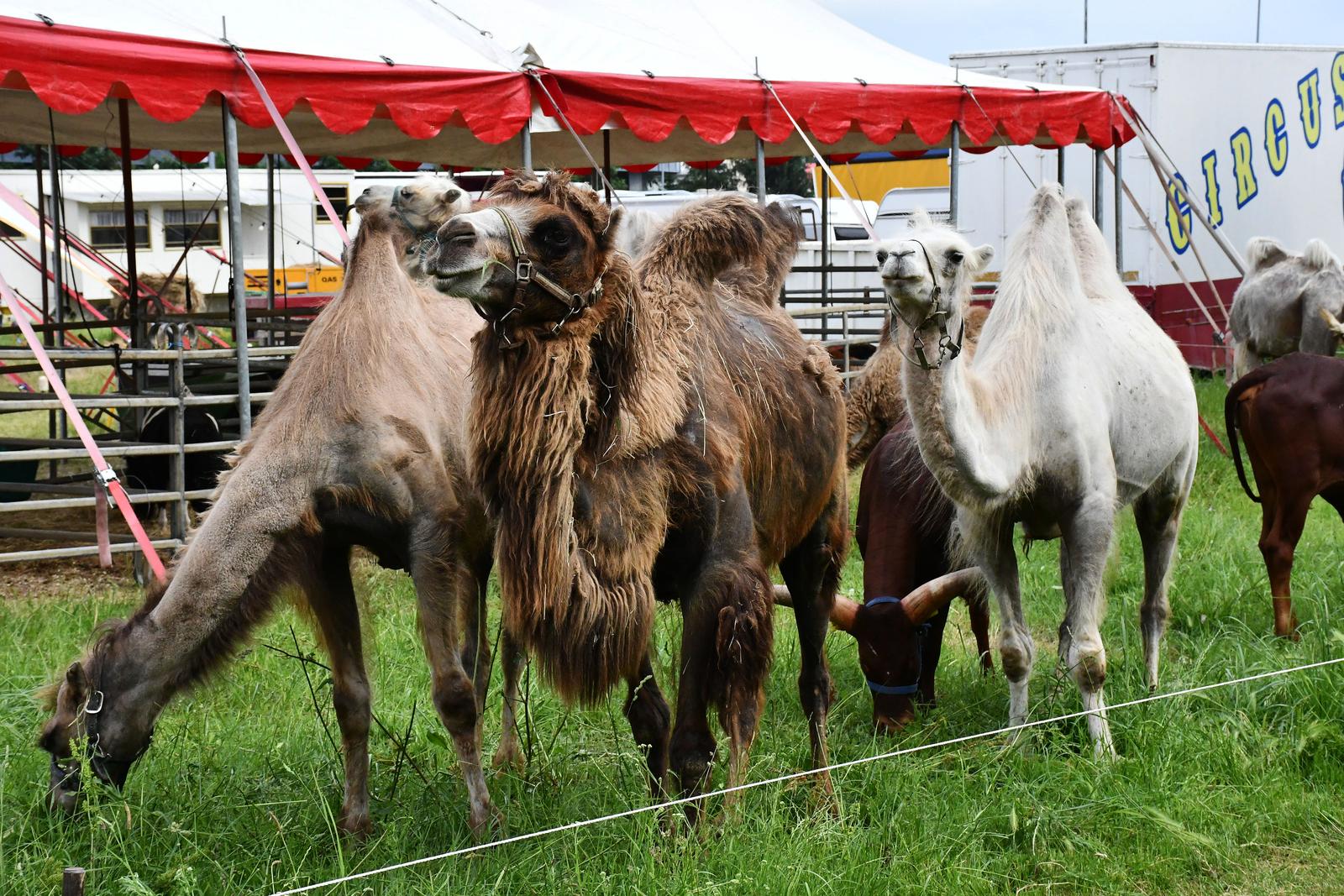Slavonski Brod: Deve koje nastupaju u cirkusu Candy koji gostuje u Slavonskom Brodu