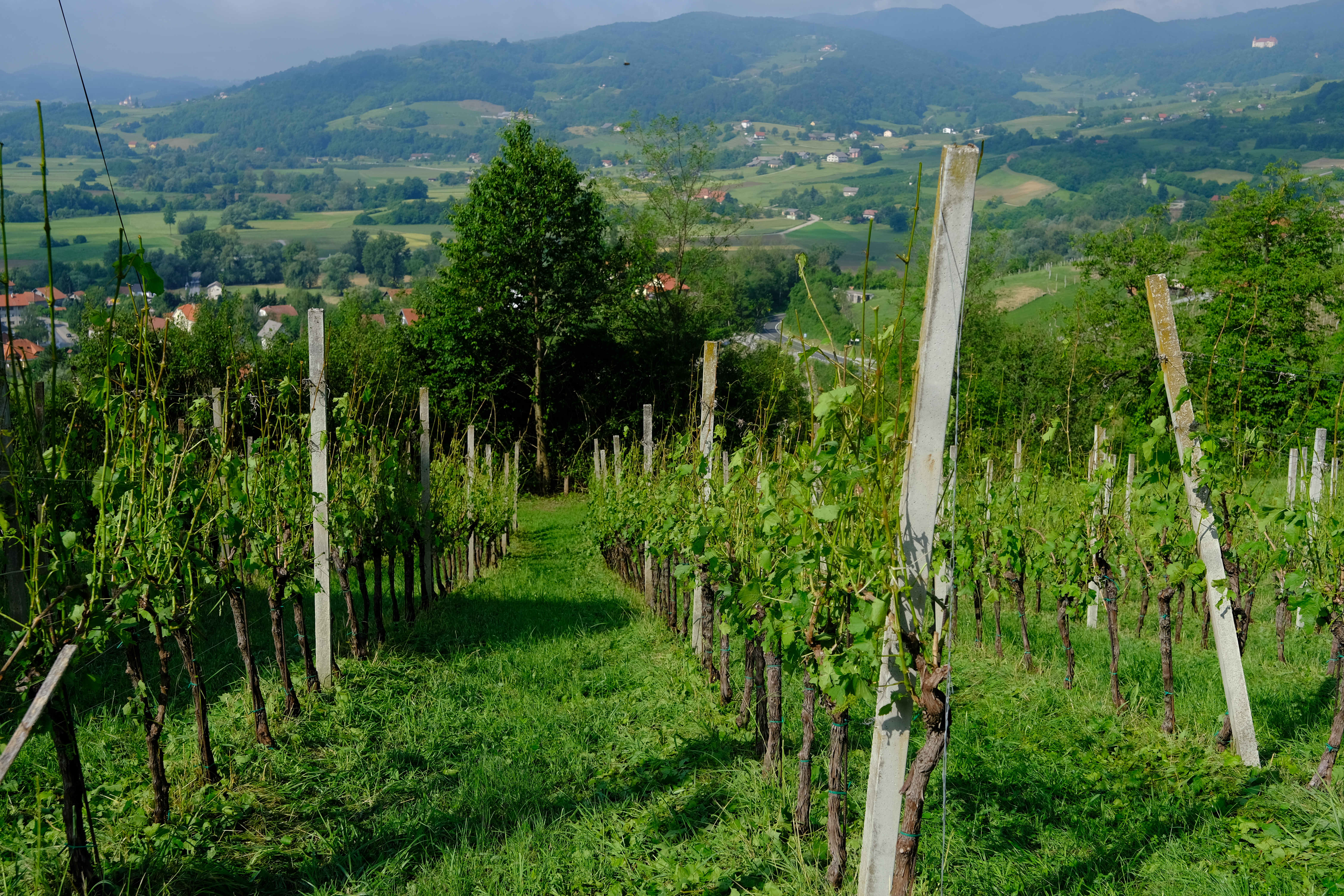 Tuča uništila usjeve i vinograde u Zagorju