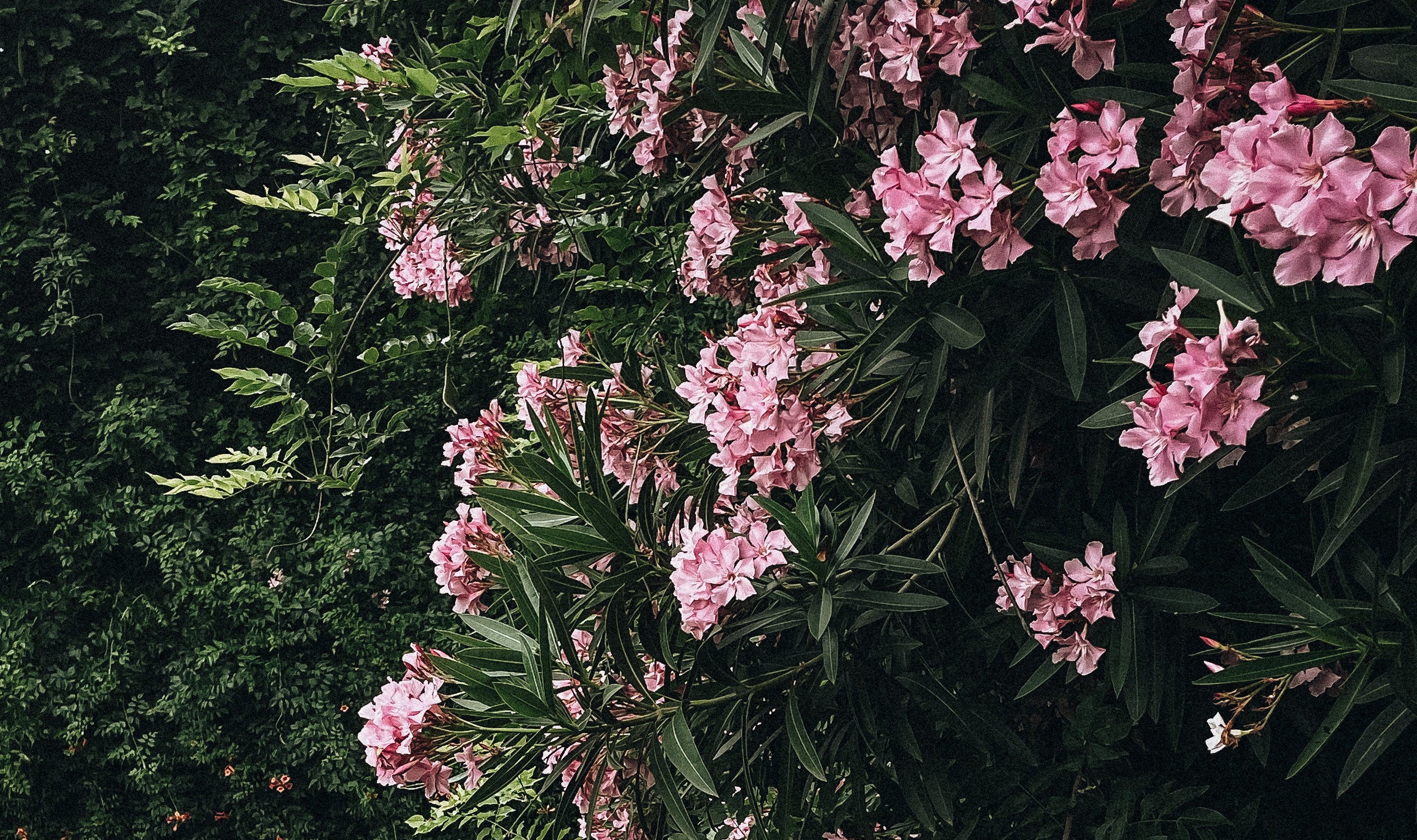 oleander