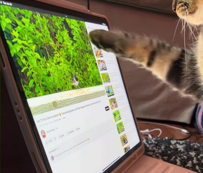 mačka, ipad, tablet