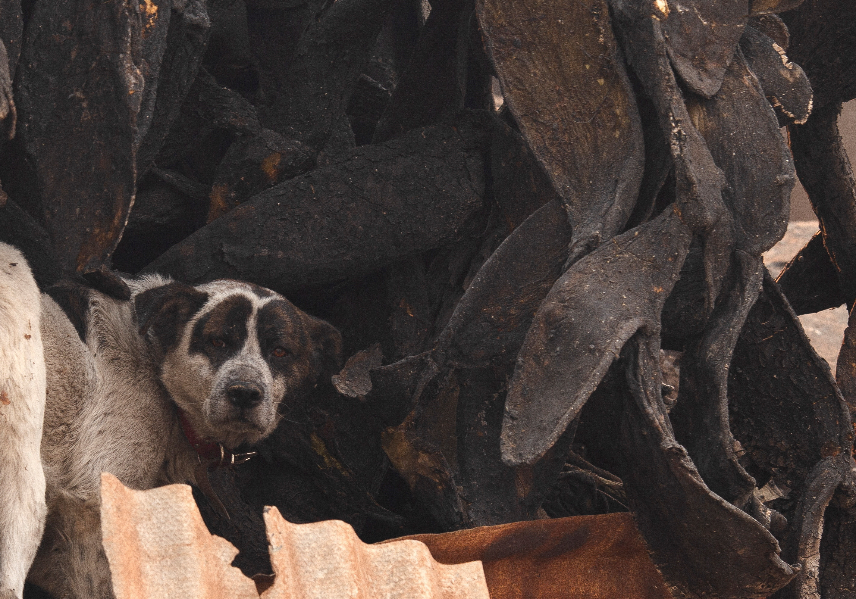 Raging forest fires turn deadly in Chile