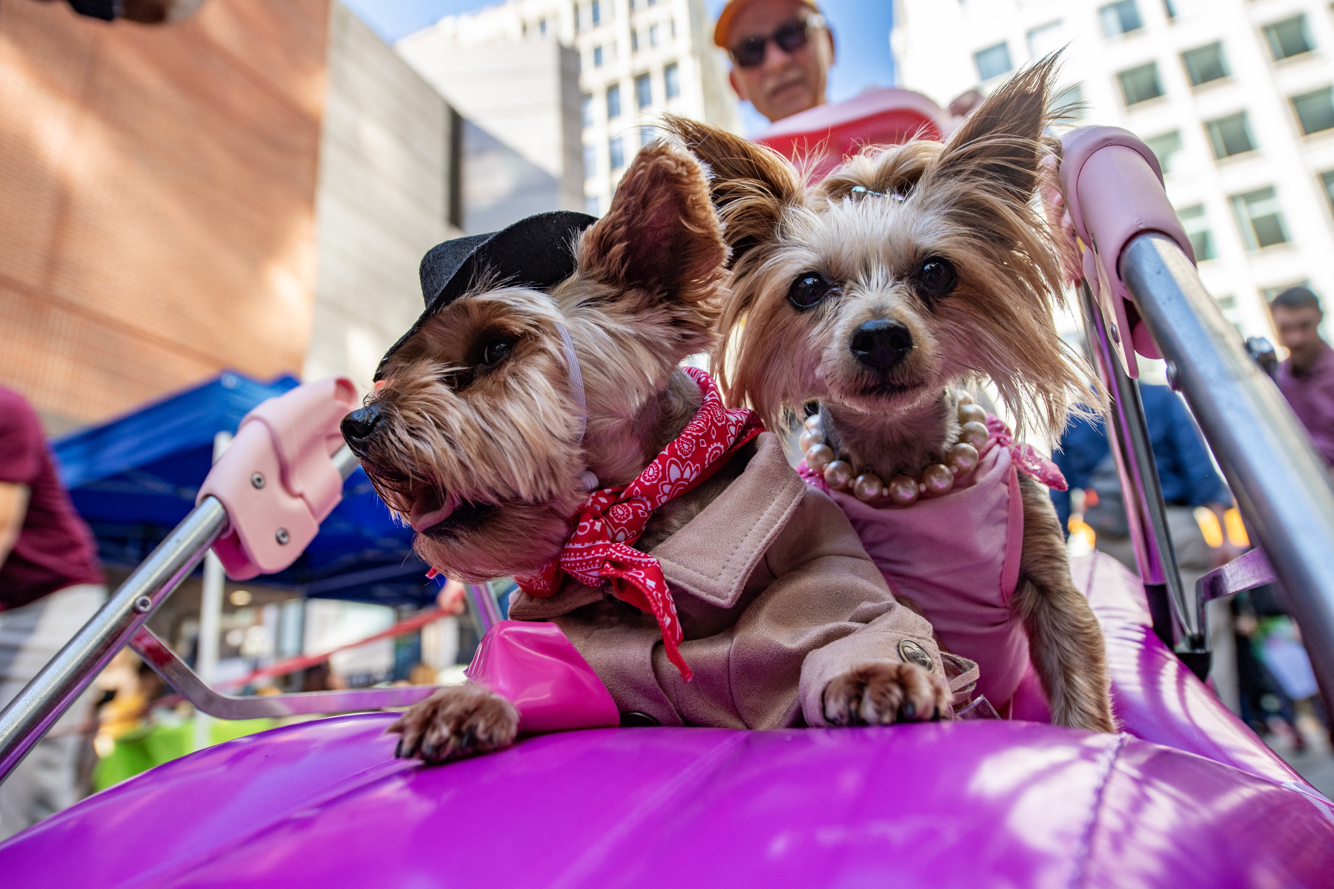 US-ANIMAL-HALLOWEEN-PARADE