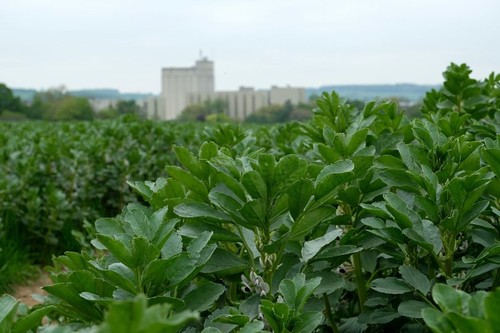 Broad bean plants in a field near Bugbrooke, Northamptonshire