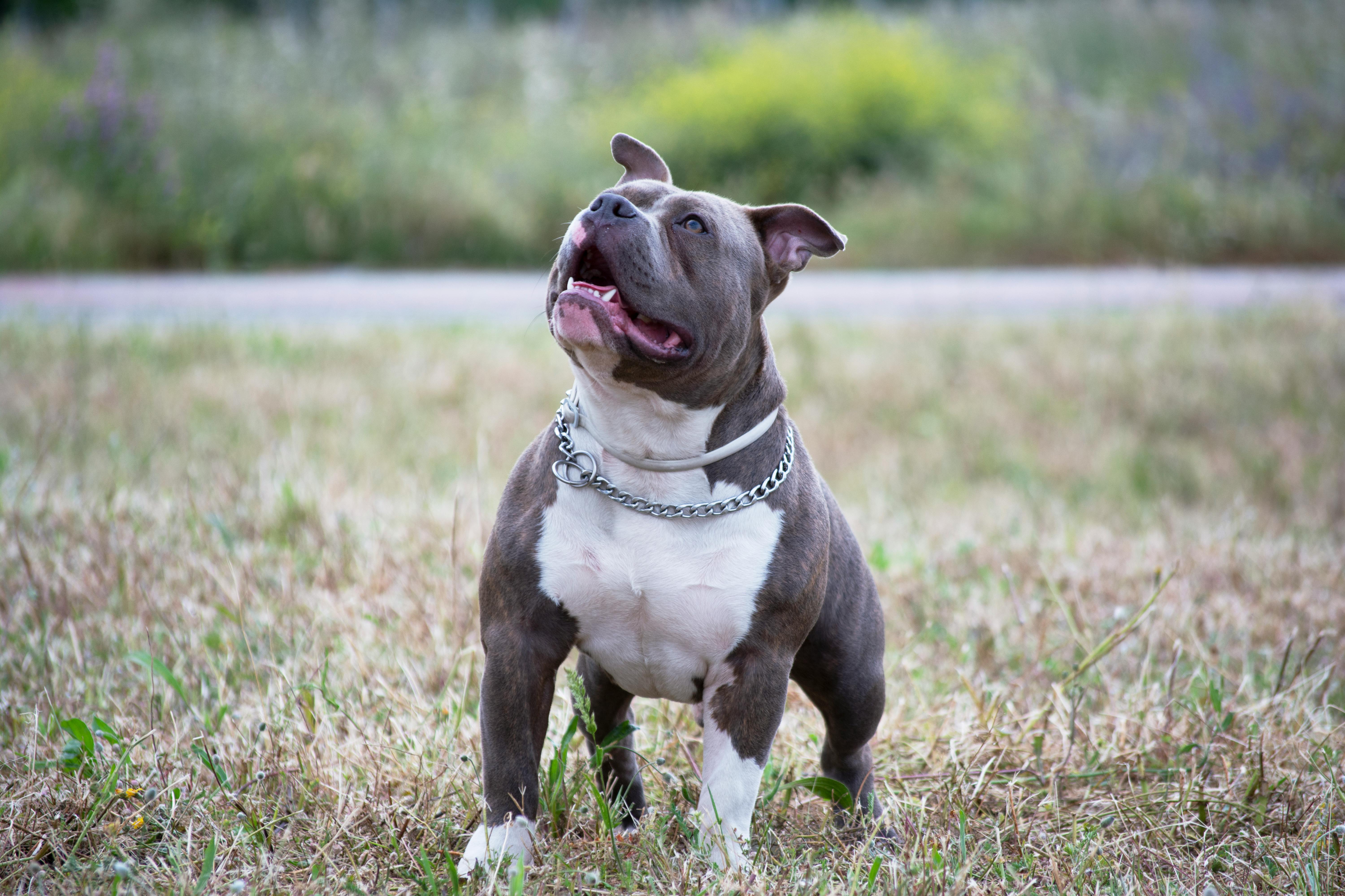 pit bull