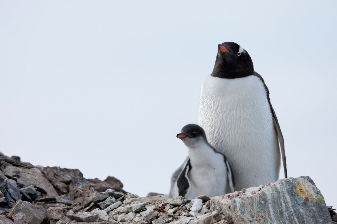 Gentoo Penguin (Pygoscelis papua ellsworthi) with it's downy chick on a nest at Hope Bay, Antarctica.