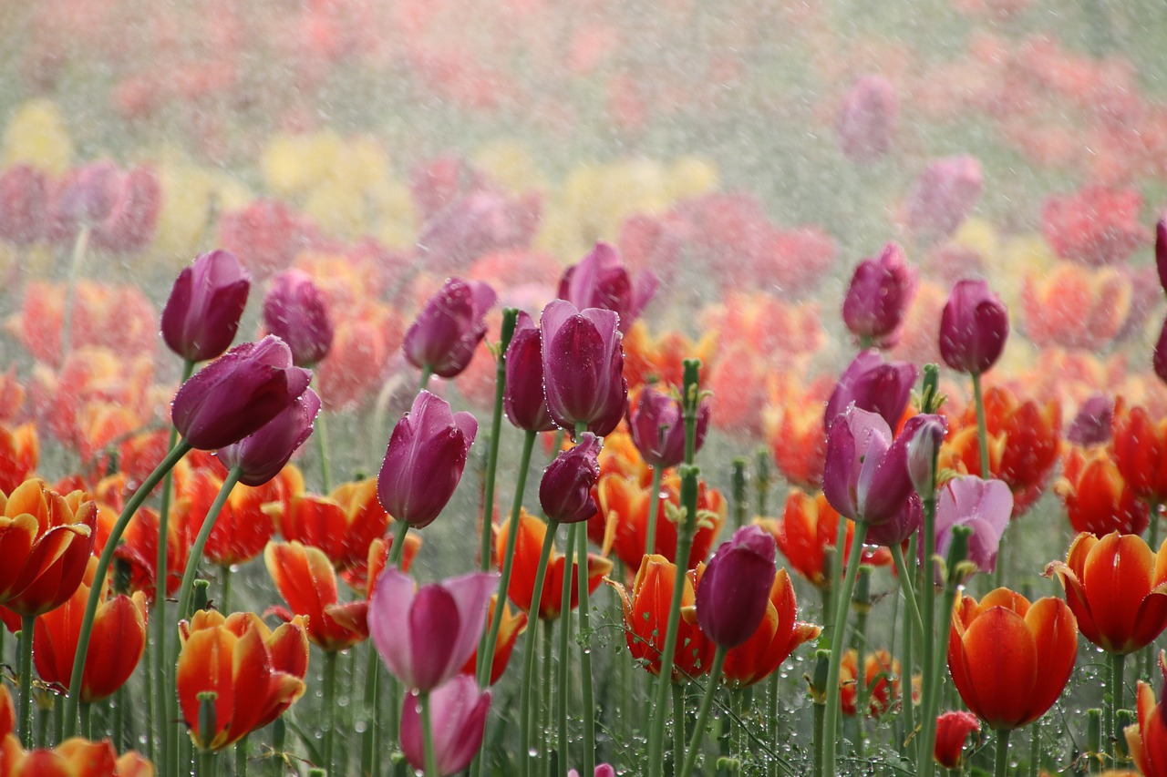 tulips, tulipani,