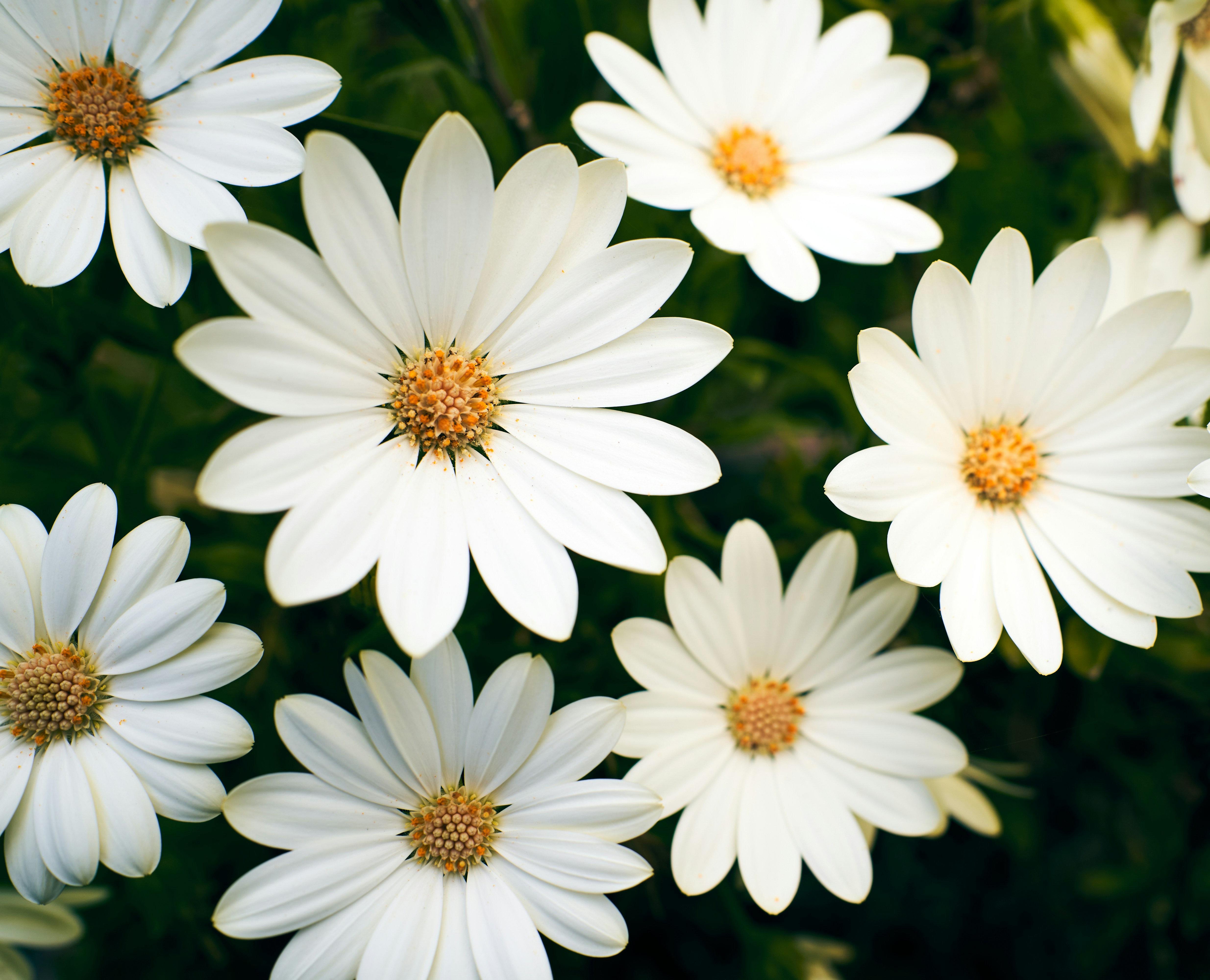 tratinčice, cvijet, bijelo cvijeće