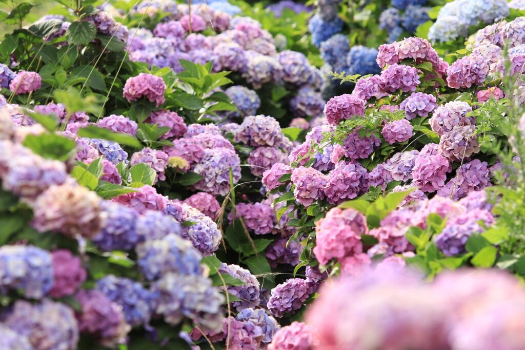 1709642873-hydrangeas-7065907_1280-1024x682.jpg