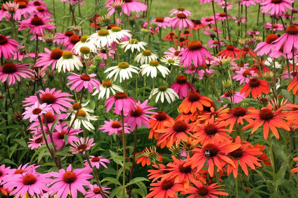 1709643273-purple-coneflower-3517969_1280-1024x682.jpg