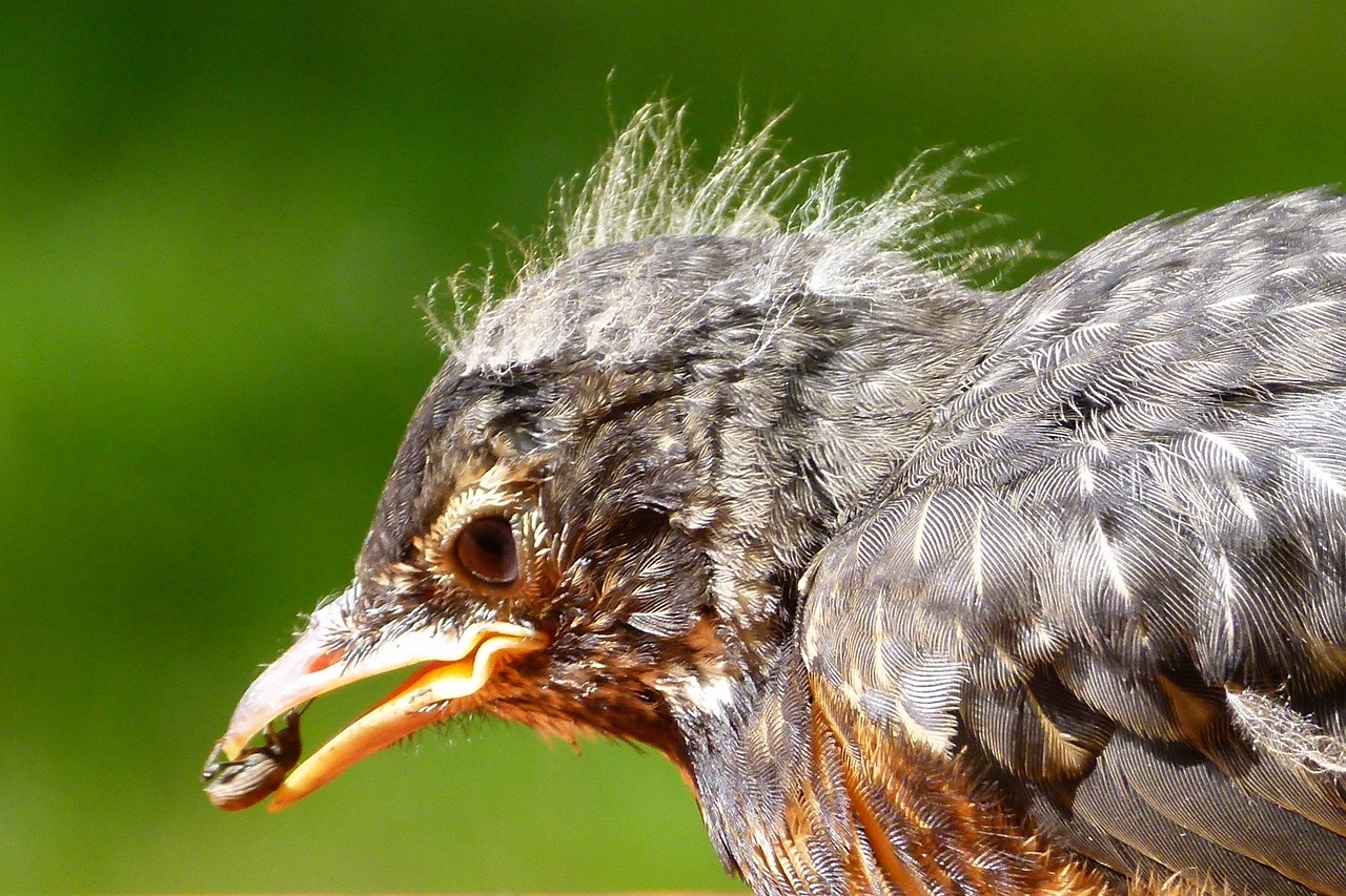 bird, ptica, krumpirova zlatica, poljoprivreda, kukci, insekti,