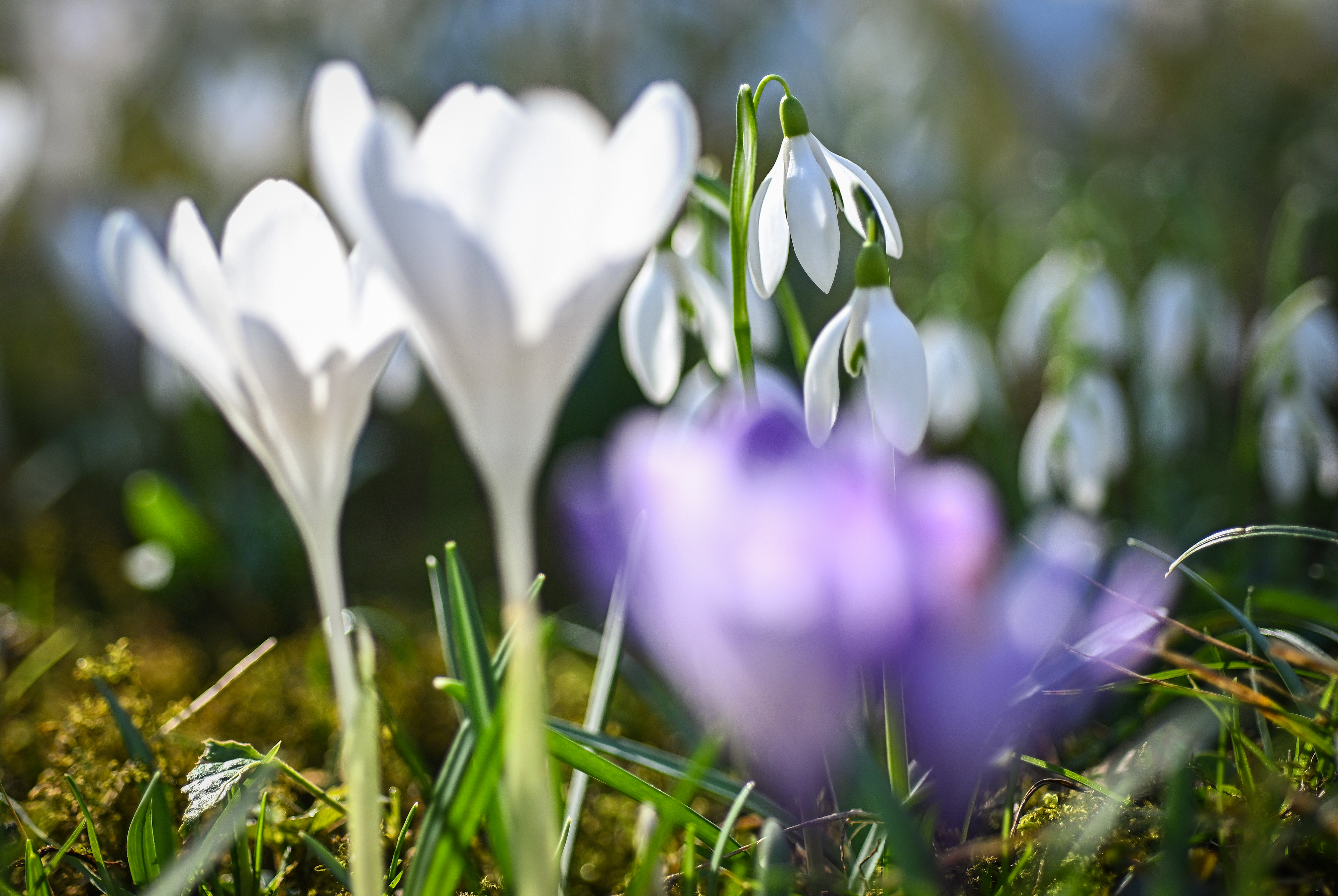 Zagreb: Proljetno cvijeće obasjano suncem