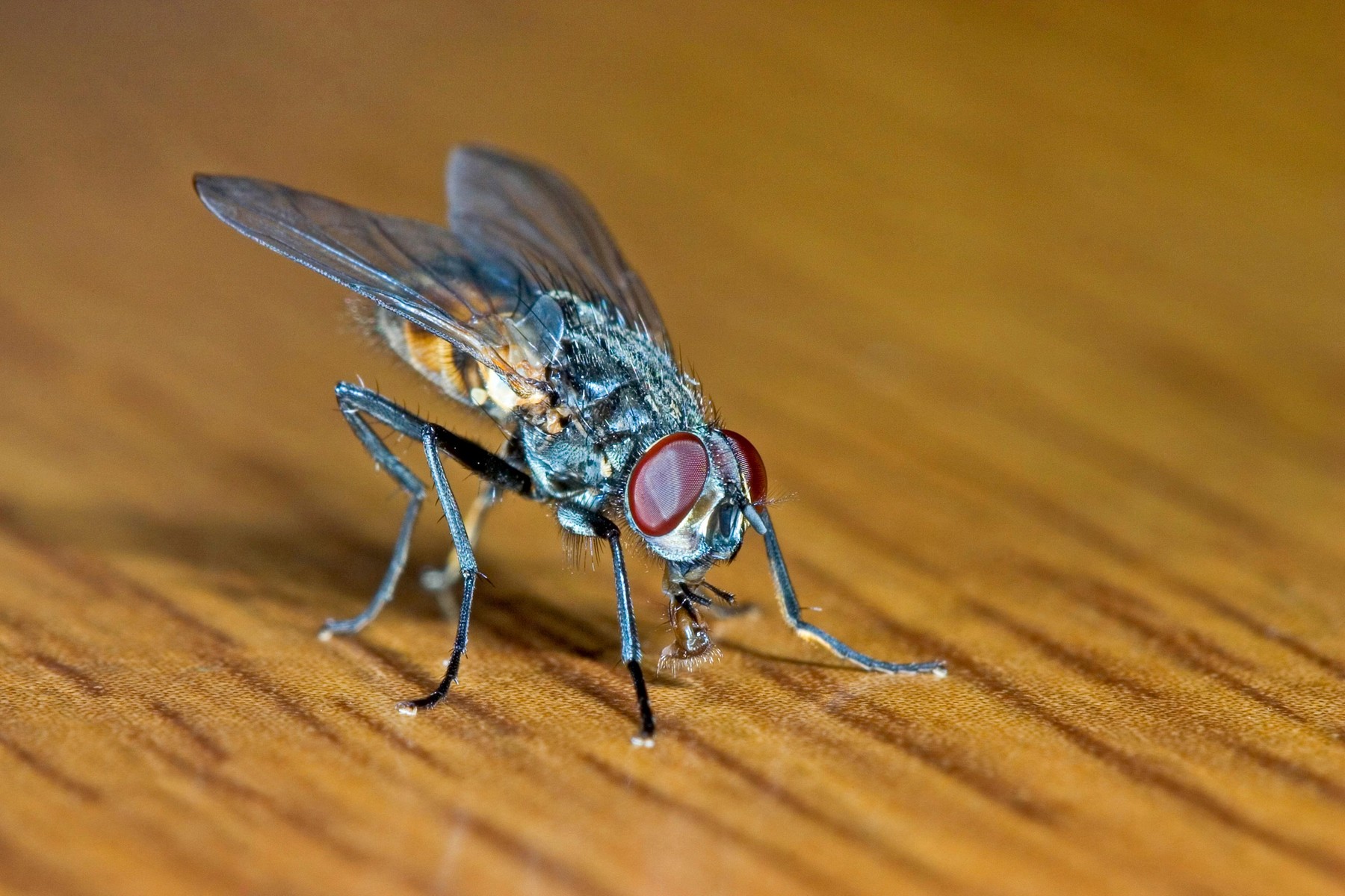 House fly (Musca domestica), on a table, Germany