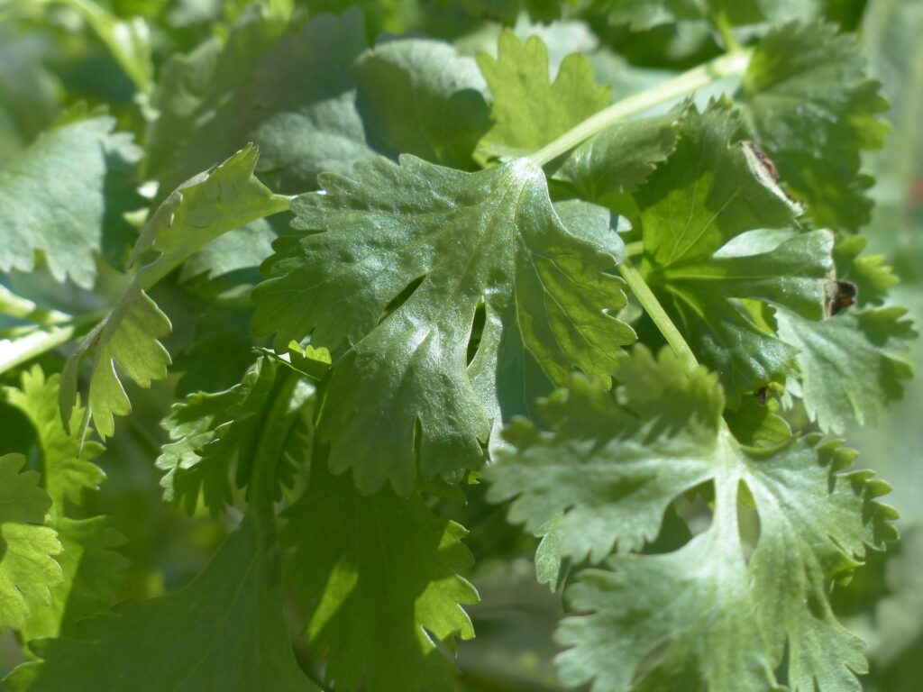 1710227921-real-coriander-115372_1920-1024x768.jpg