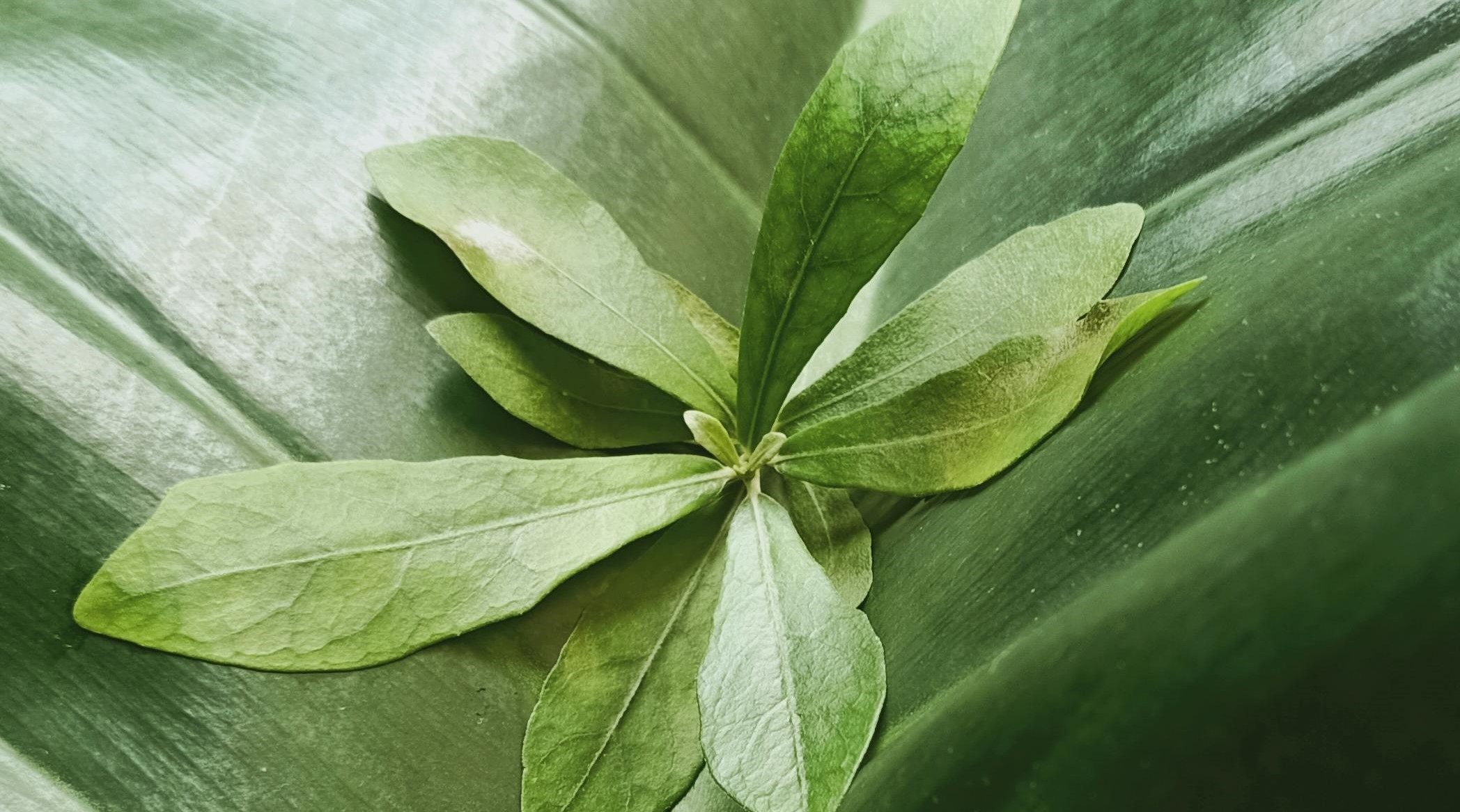 pexels-bella-ardanty-16609387