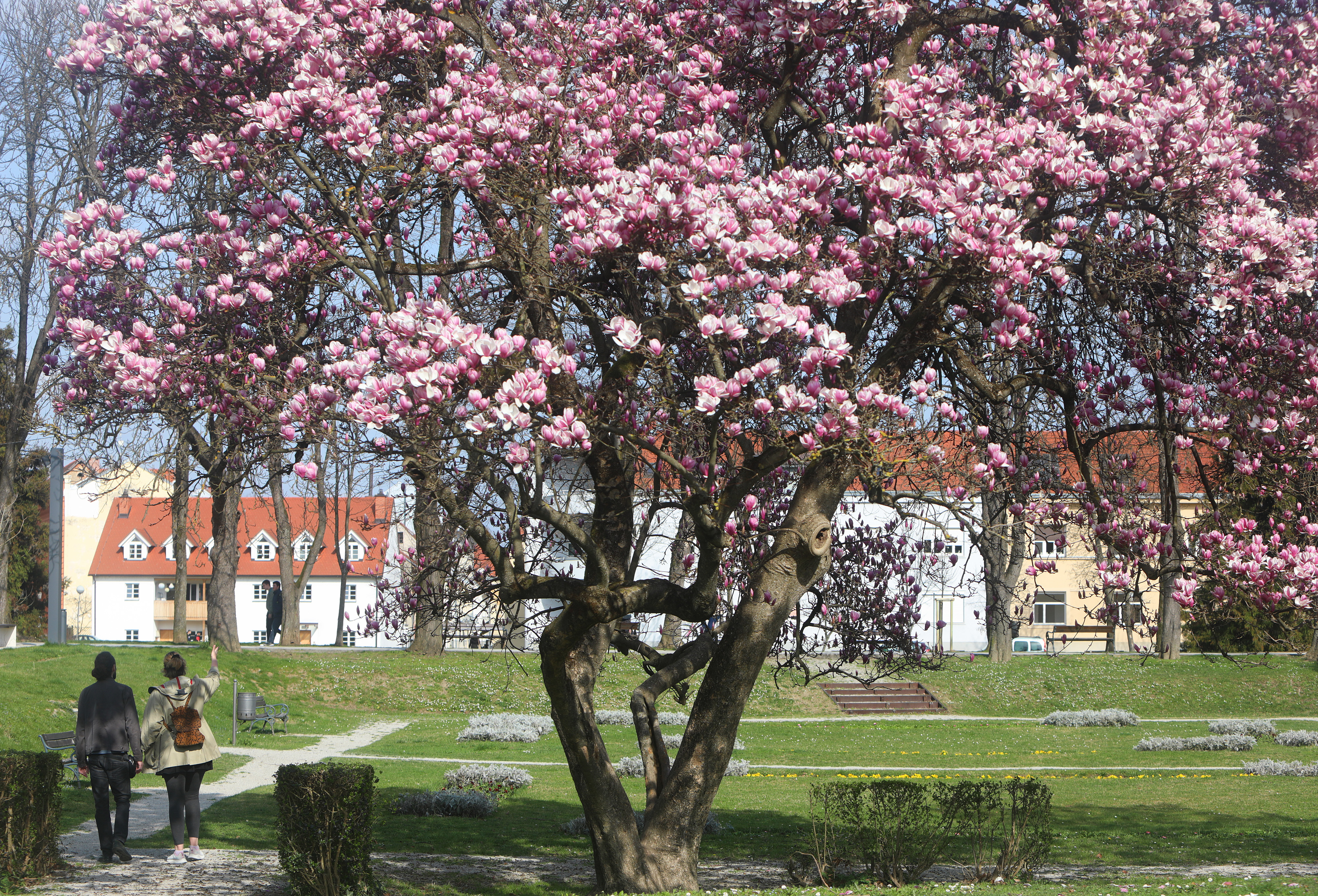 proljeće, magnolije