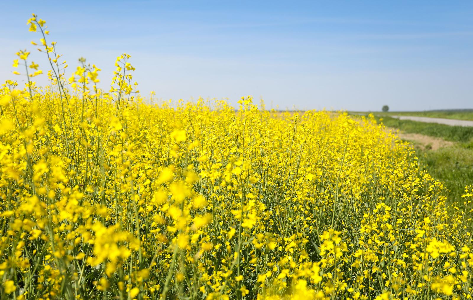 Žuta polja uljane repice u Slavoniji