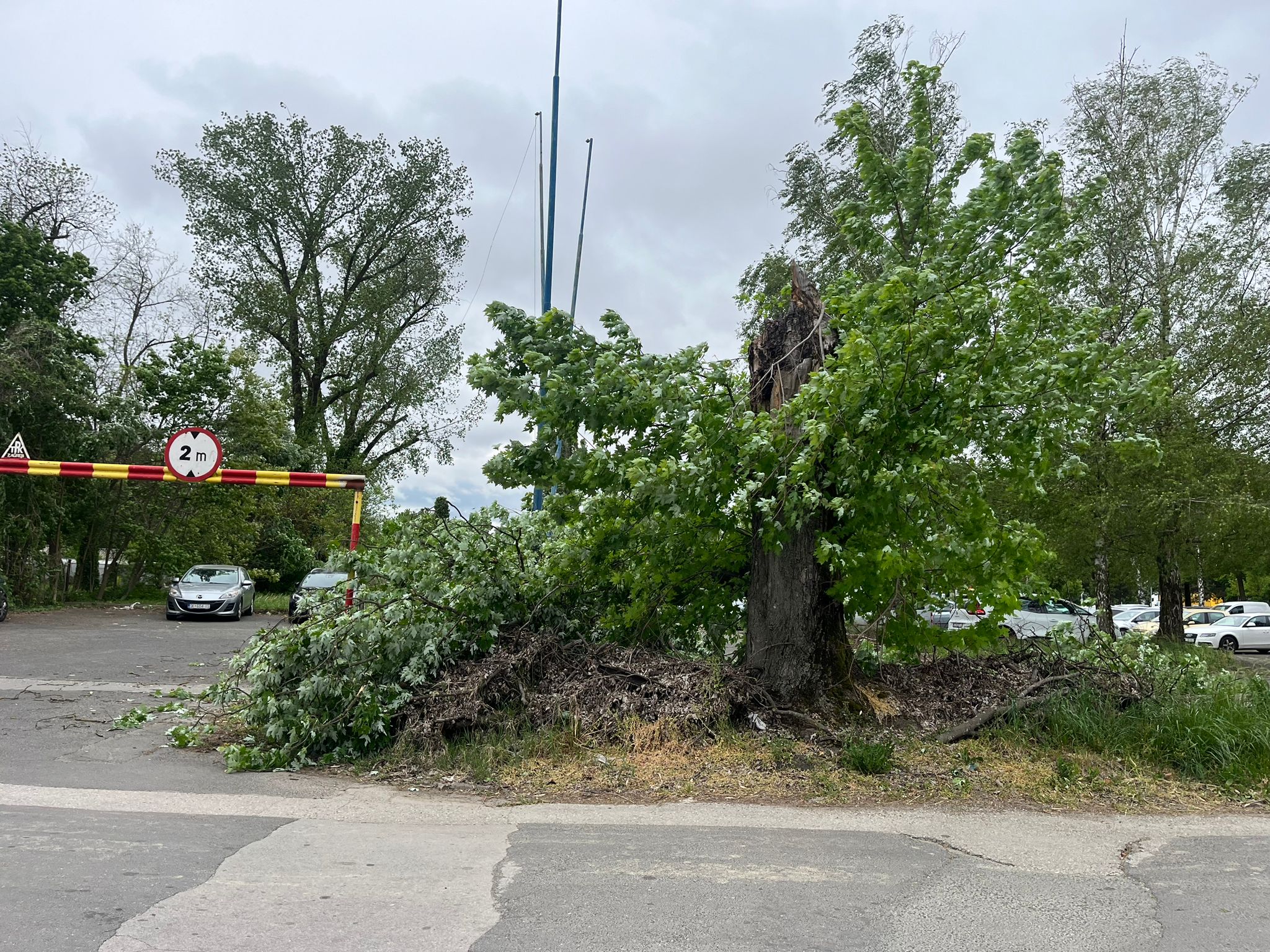 žitnjak, drvo, nevrijeme