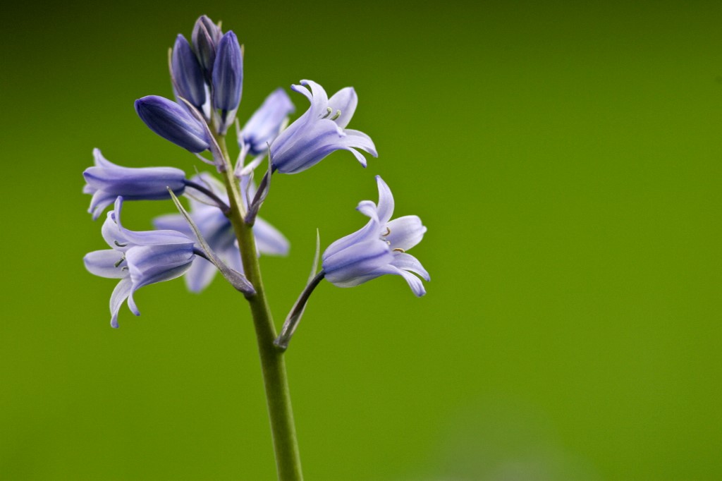 Španjolski zvončić