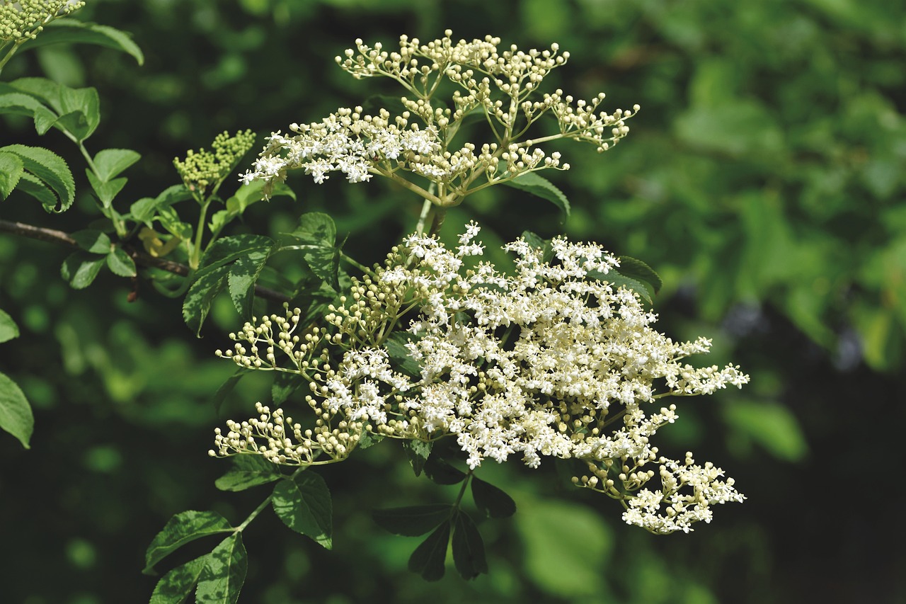 bazga, zdravlje mozga, antioksidansi