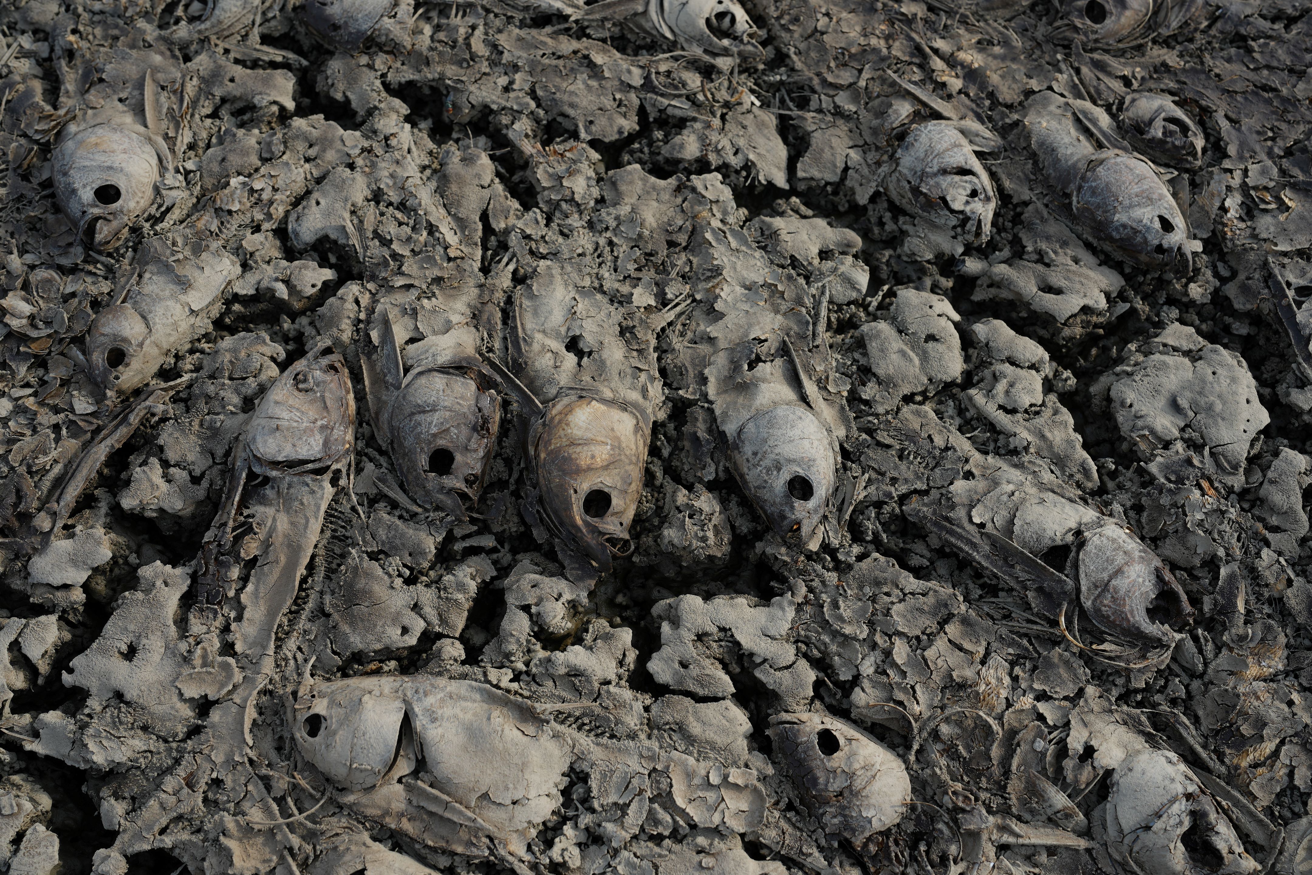 Vijetnam, mrtve ribe