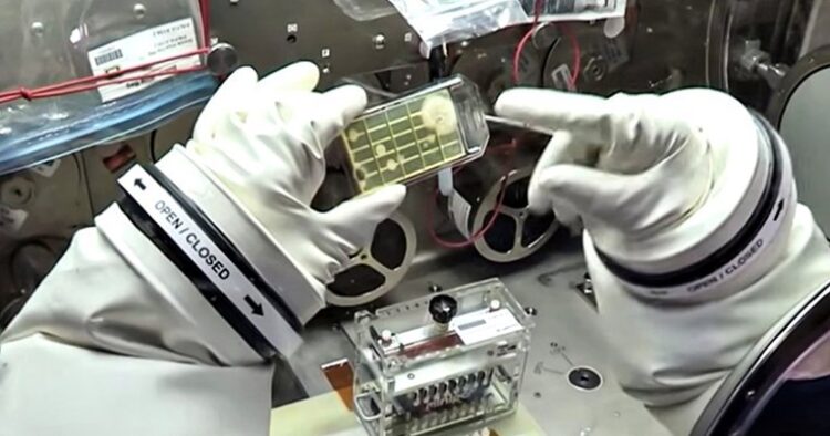 NASA bakterija, svemir