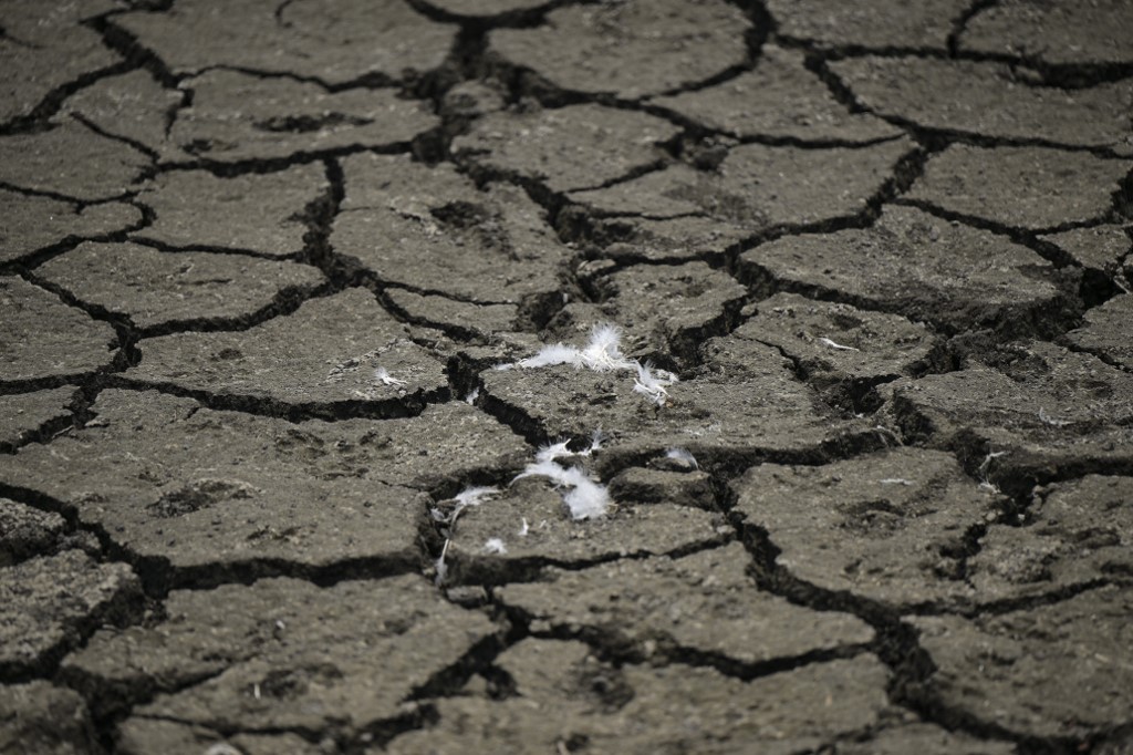 MEXICO-ENVIRONMENT-WETLANDS-BIRDS