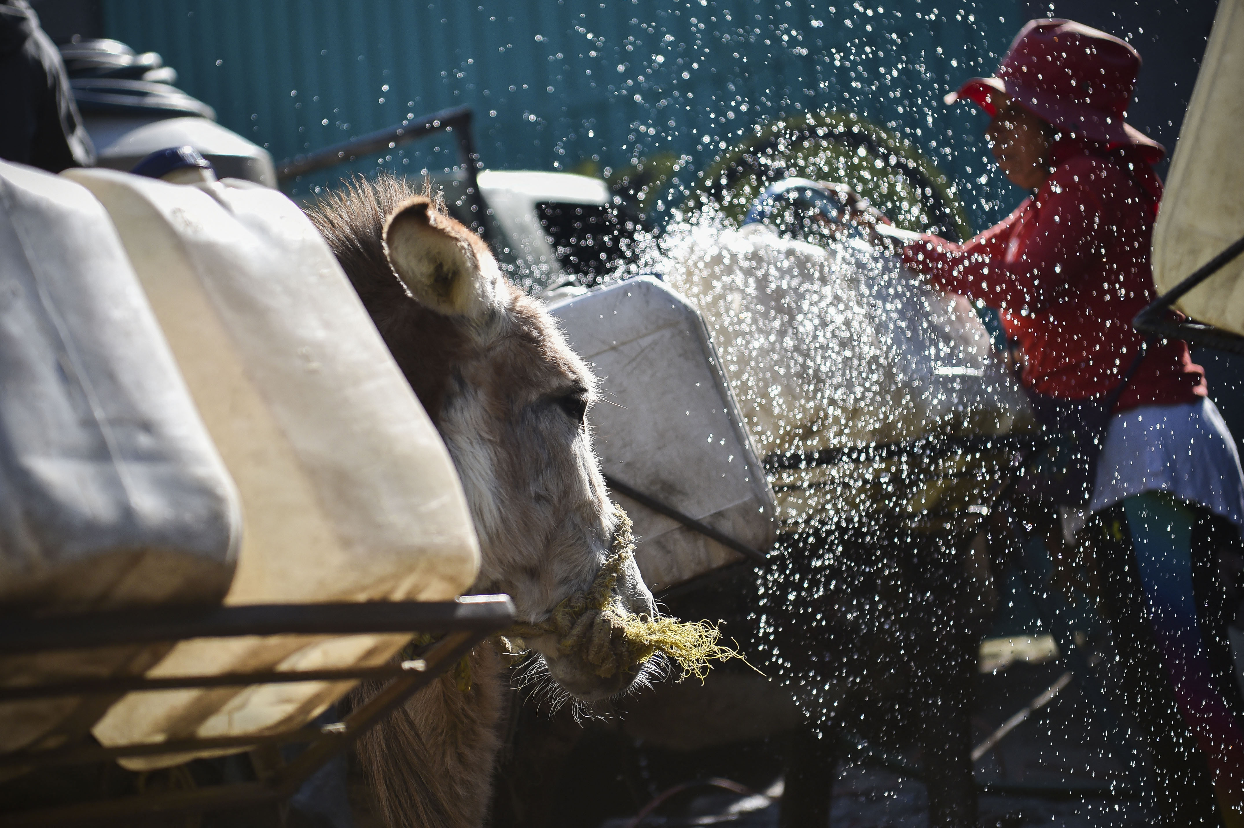 MEKSIKO, suša, magarci, klimatske promjene