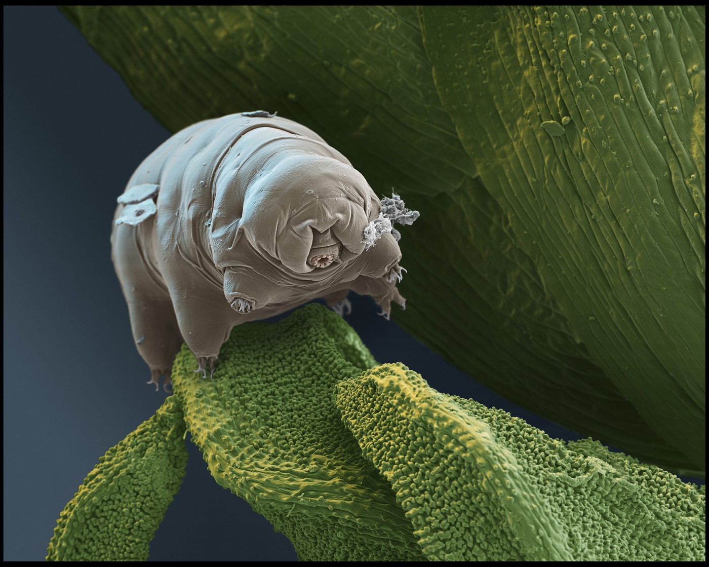 tardigrad