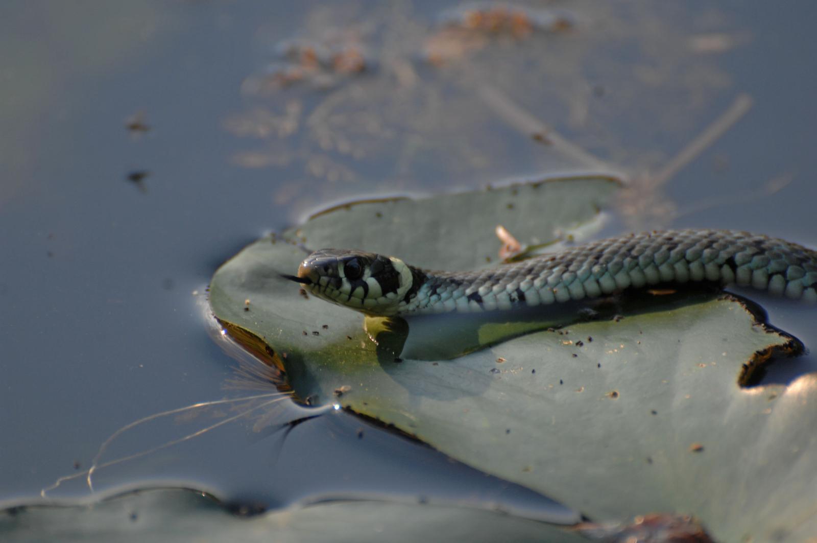 Trako?an: Posjetitelji uivaju u ljepotama dvorca i u prirodi oko njega