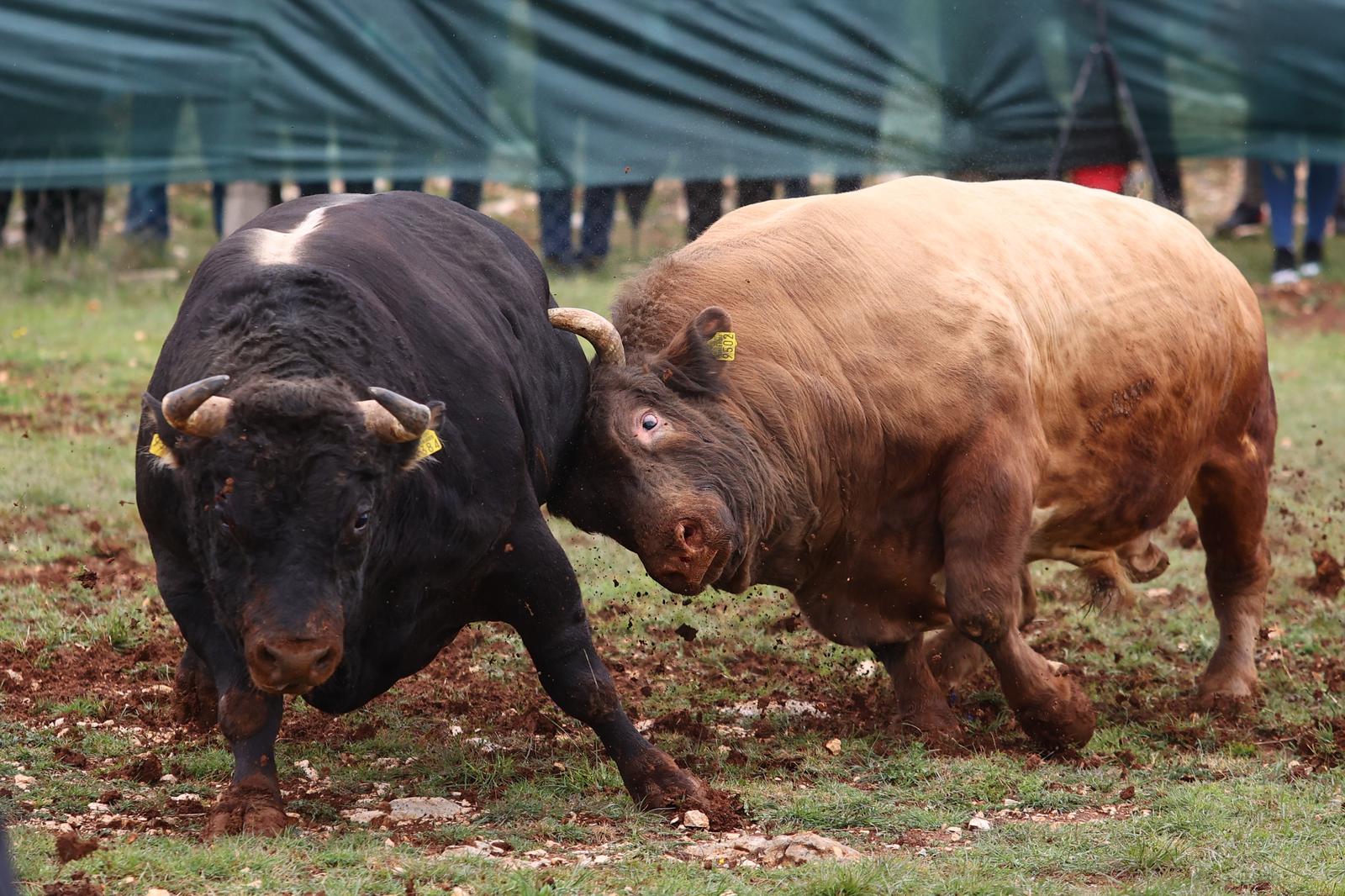 Split: Održana 20. tradicionalna korida Dicmo