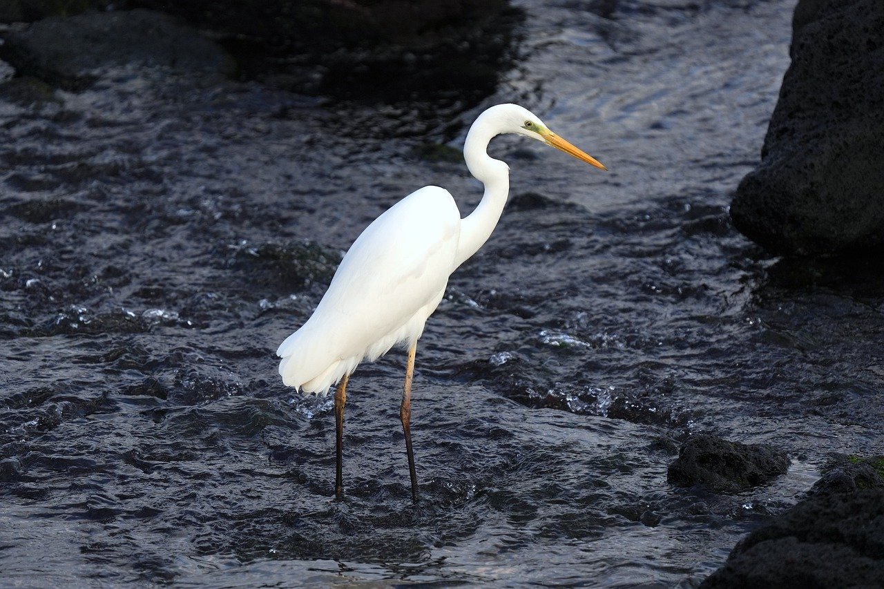 egret-8603229_1280