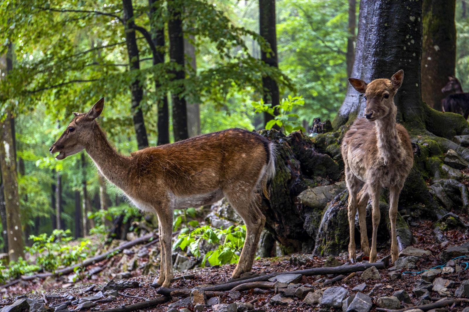 jeleni, šuma, životinje