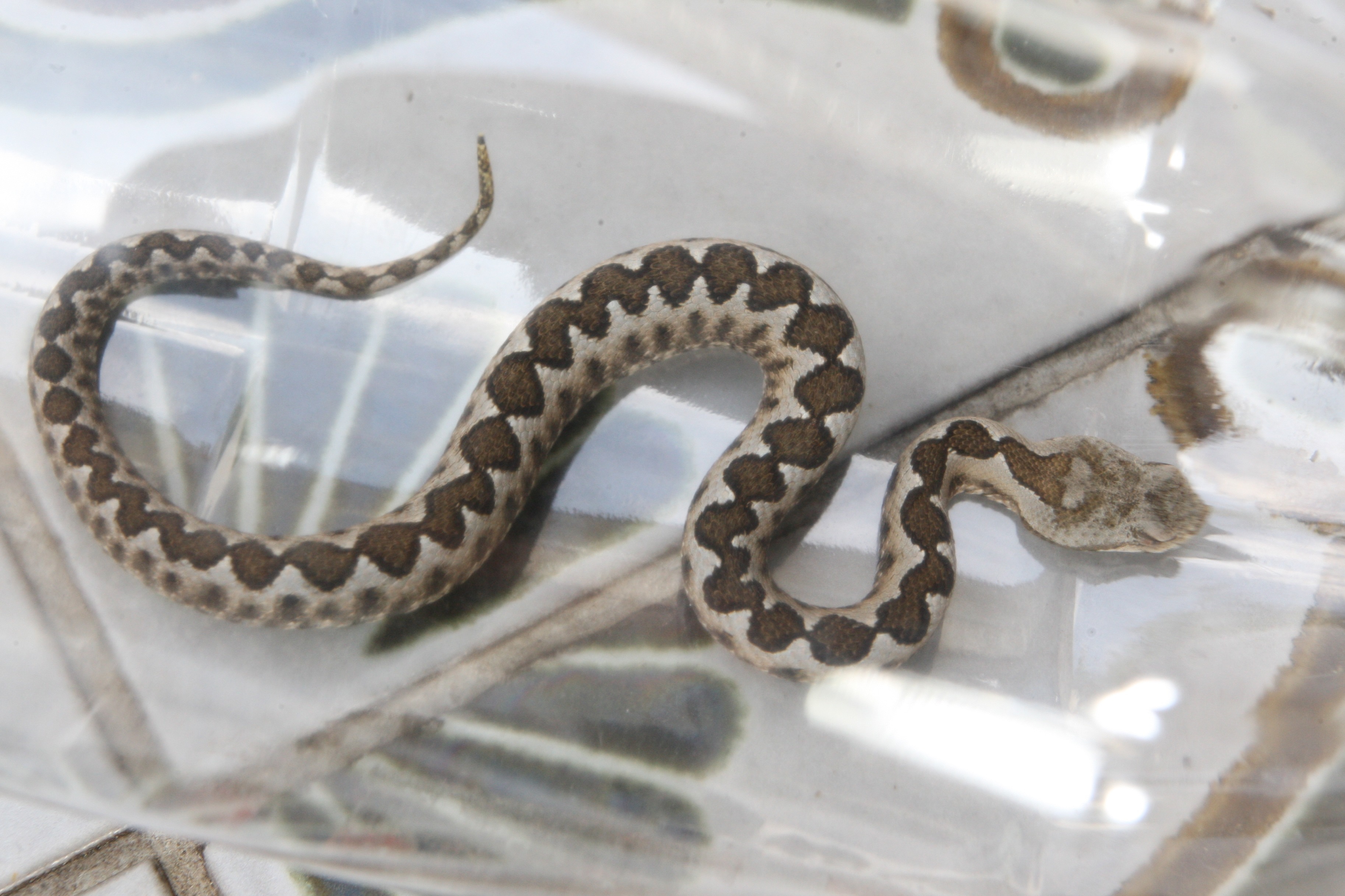 Imotski: Miroslav Zakarija u svoju rakiju stavlja žive poskoke