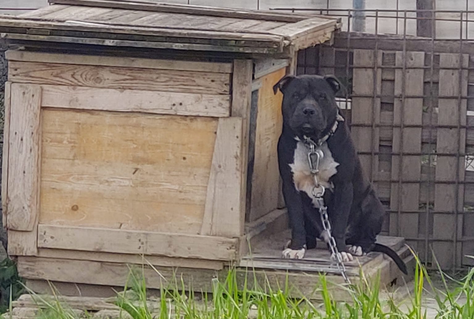 Split-Pelivan-pas-1.4.2024.-3