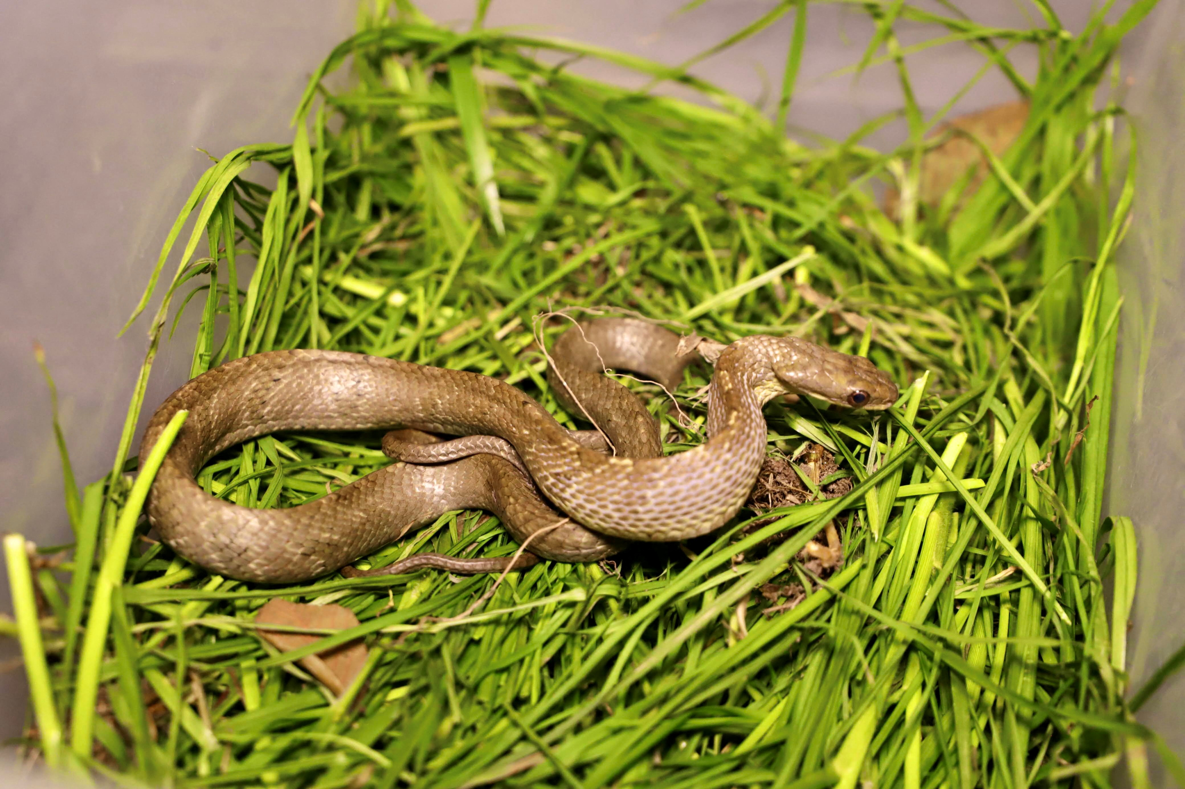 Release of wild animals victims of animal trafficking in Bogota