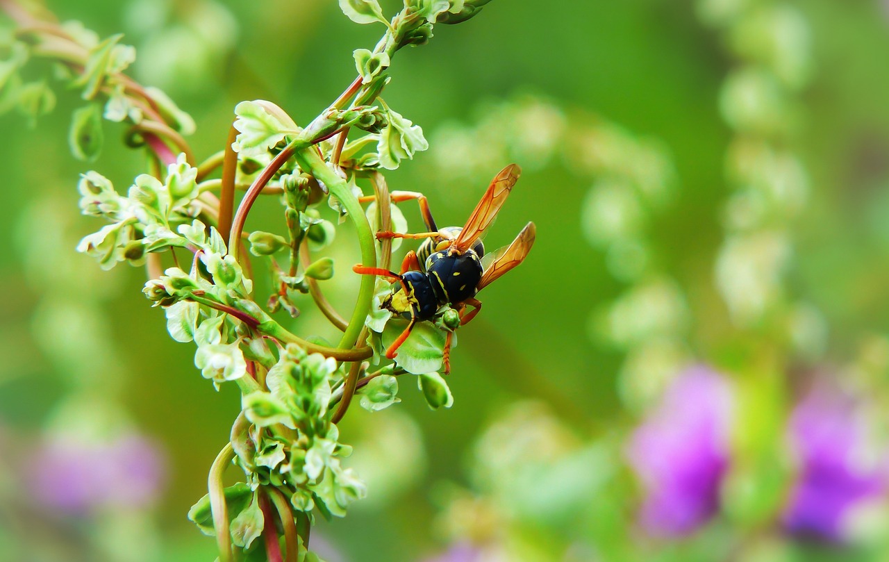 osa, kukac, ose, kukci