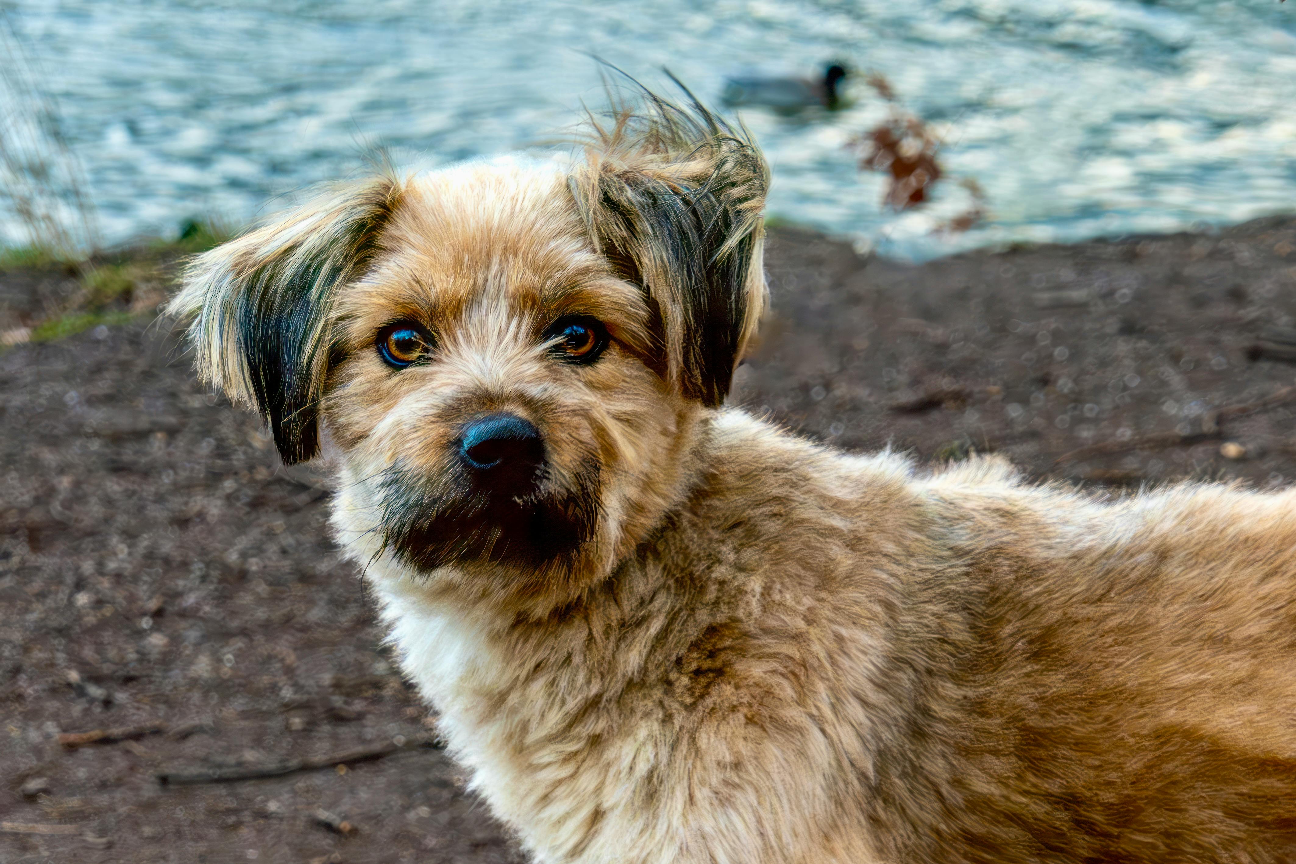 ljuti, uvrijeđeni, pas, psi