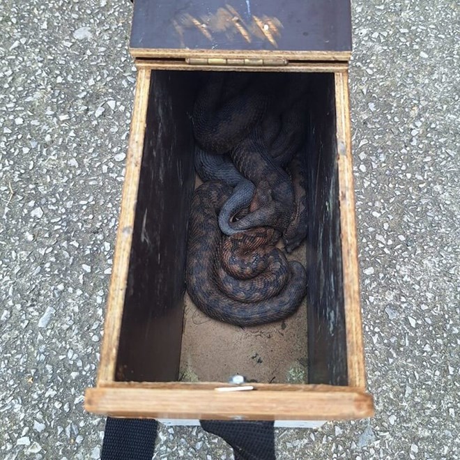 Vlado Lađarević, Udruga Zmijolovac