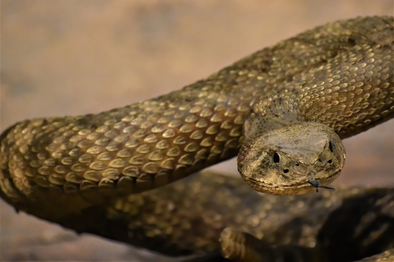 rattlesnake, čegrtuša