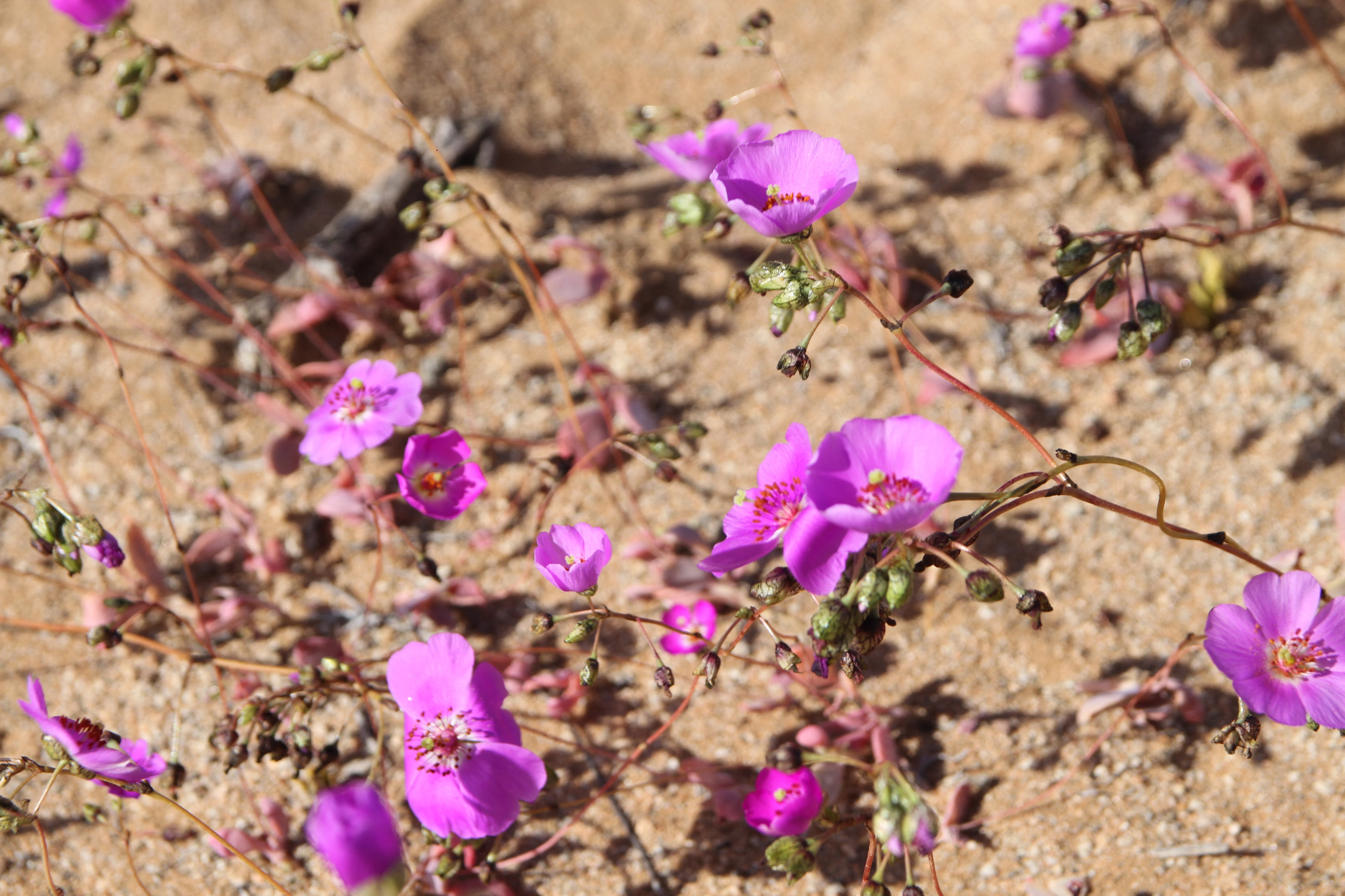 CHILE-ENVIRONMENT-CLIMATE-DESERT-FLOWERING