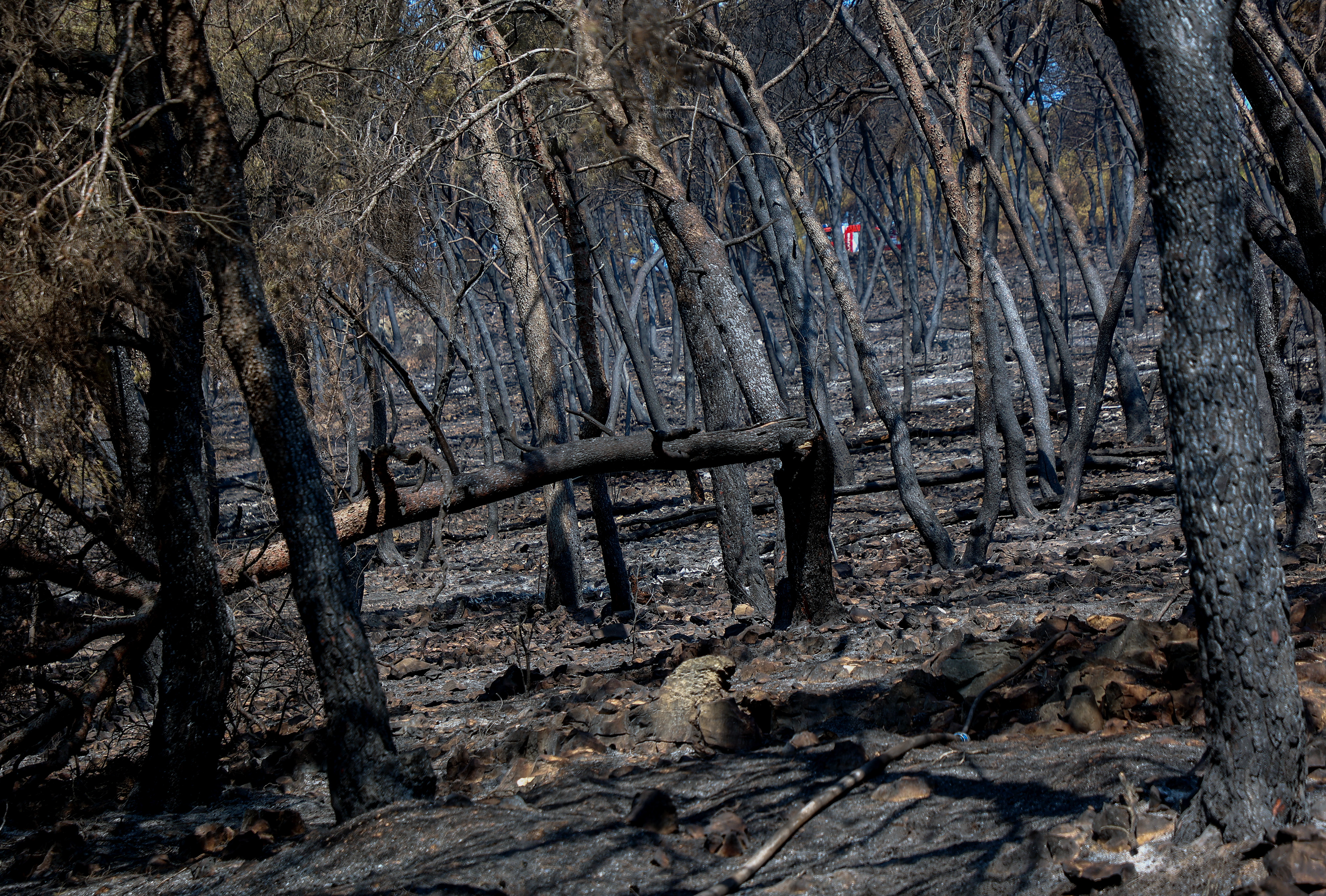Seget: Dan nakon šumskog požara u blizini apartmanskog naselja Medena