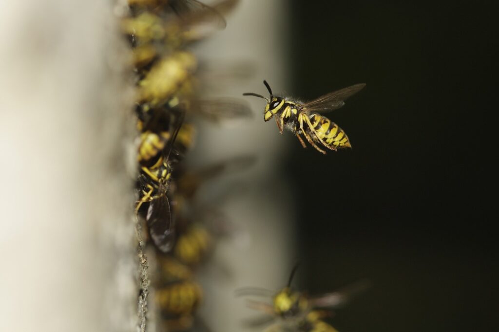 1722168648-wasp-nest-1878855_1280-1024x682.jpg