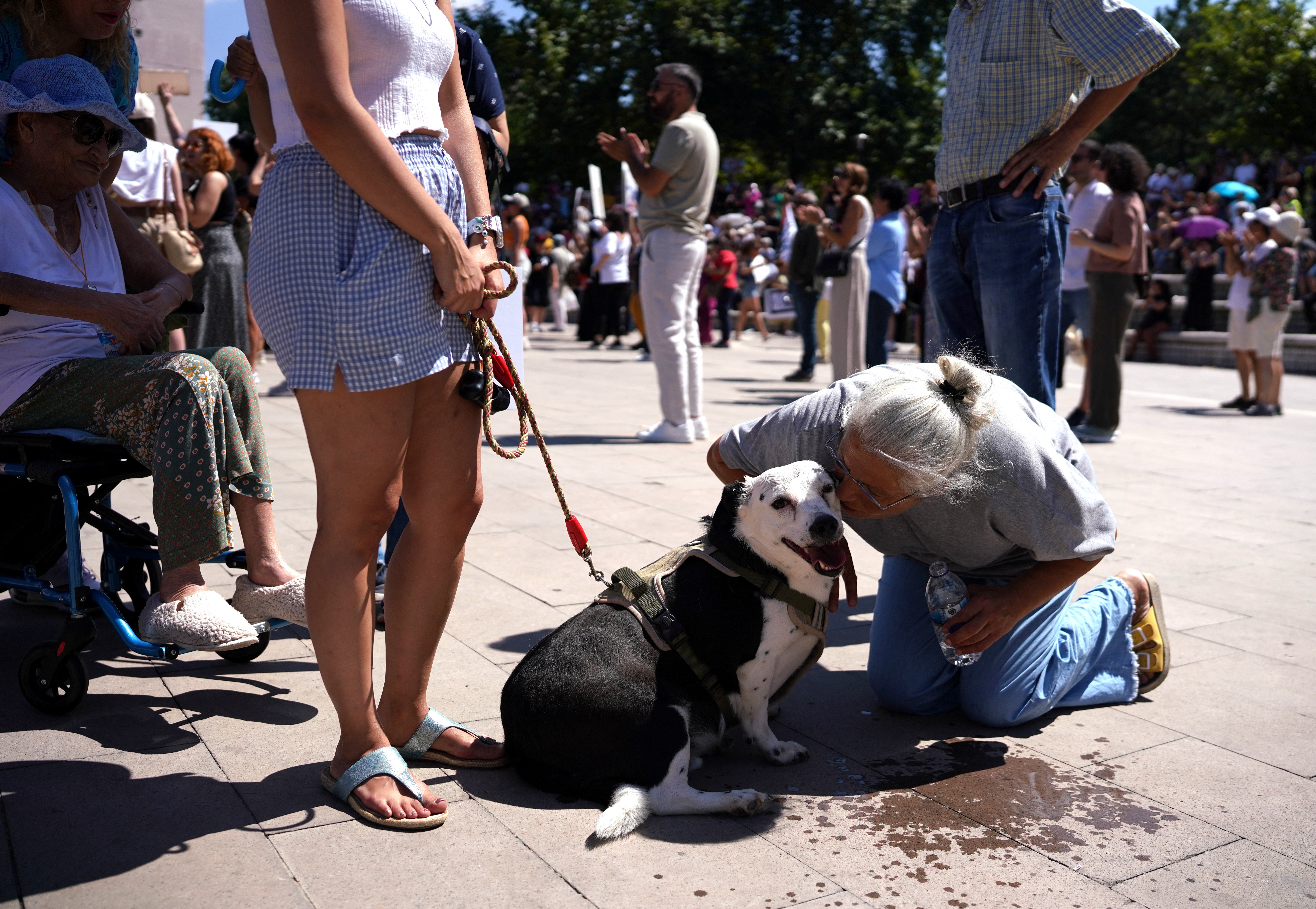 Animal rights rally against bill targeting stray dogs, in Ankara