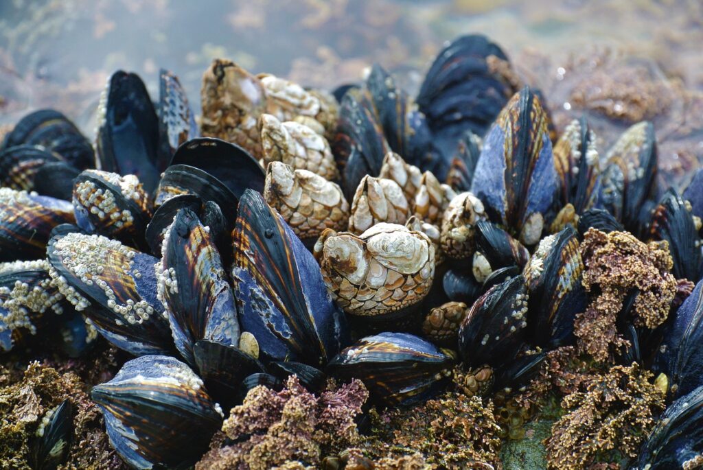1722430619-mussel-3593218_1920-1024x685.jpg