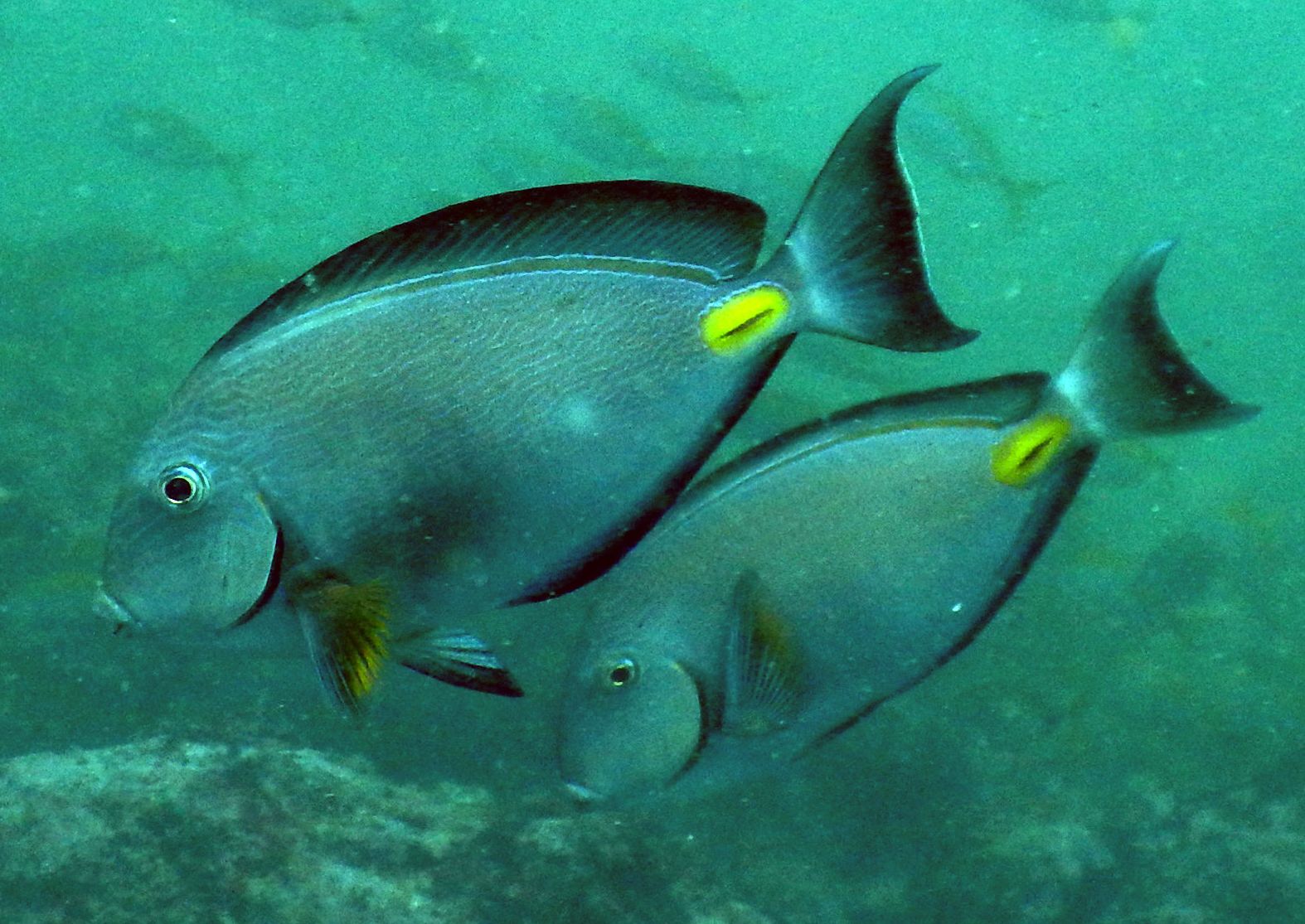Acanthurus_monroviae