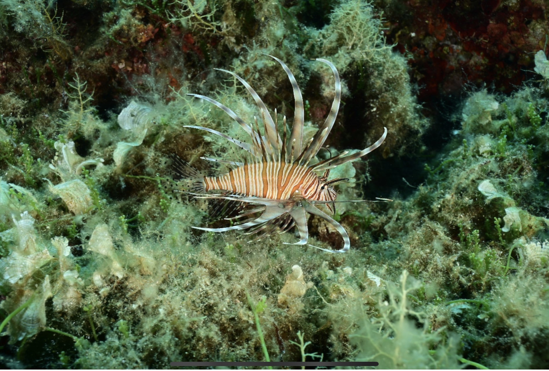 riba lav, Pterios miles, vatrenjača